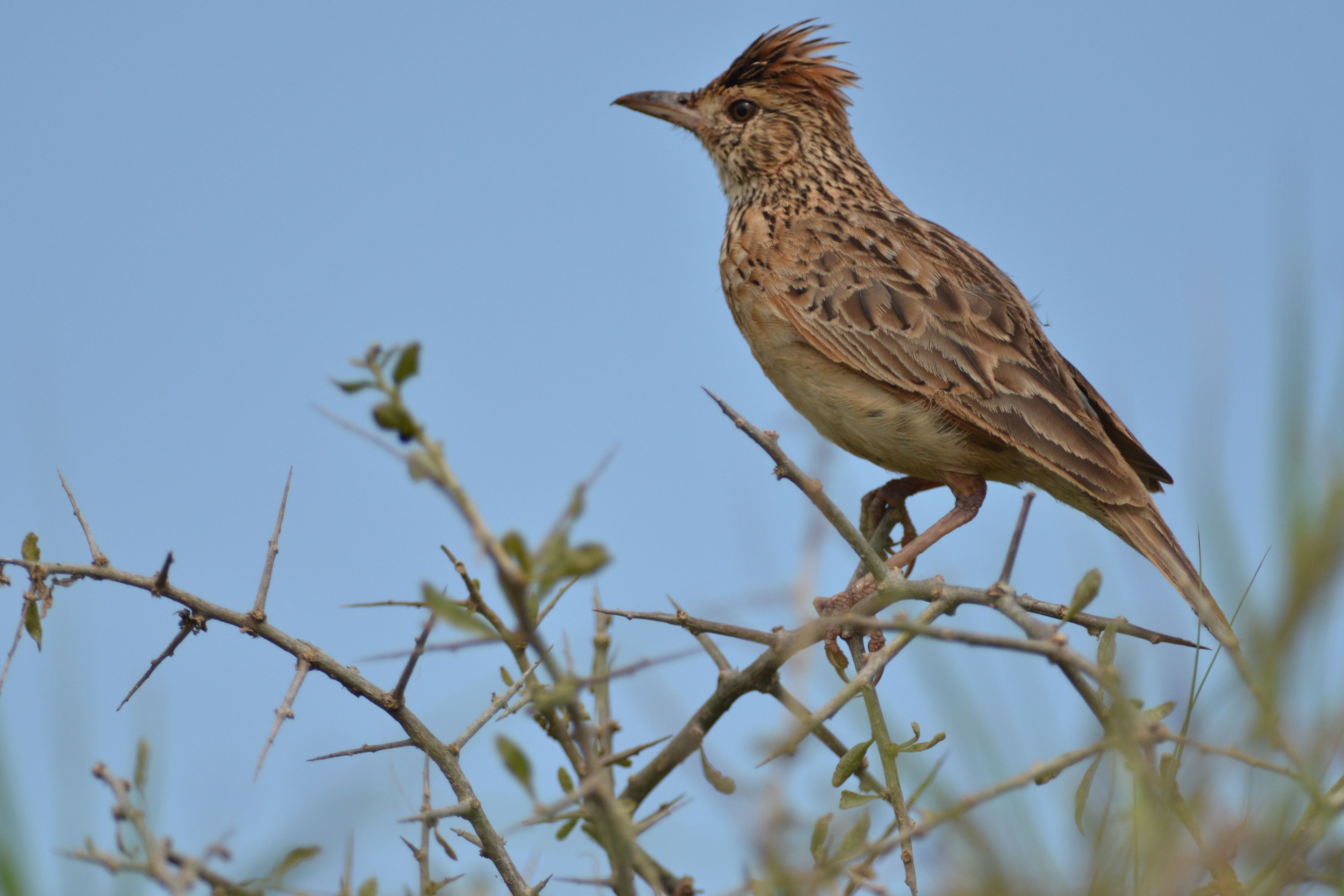 A bird perched on a branch.
