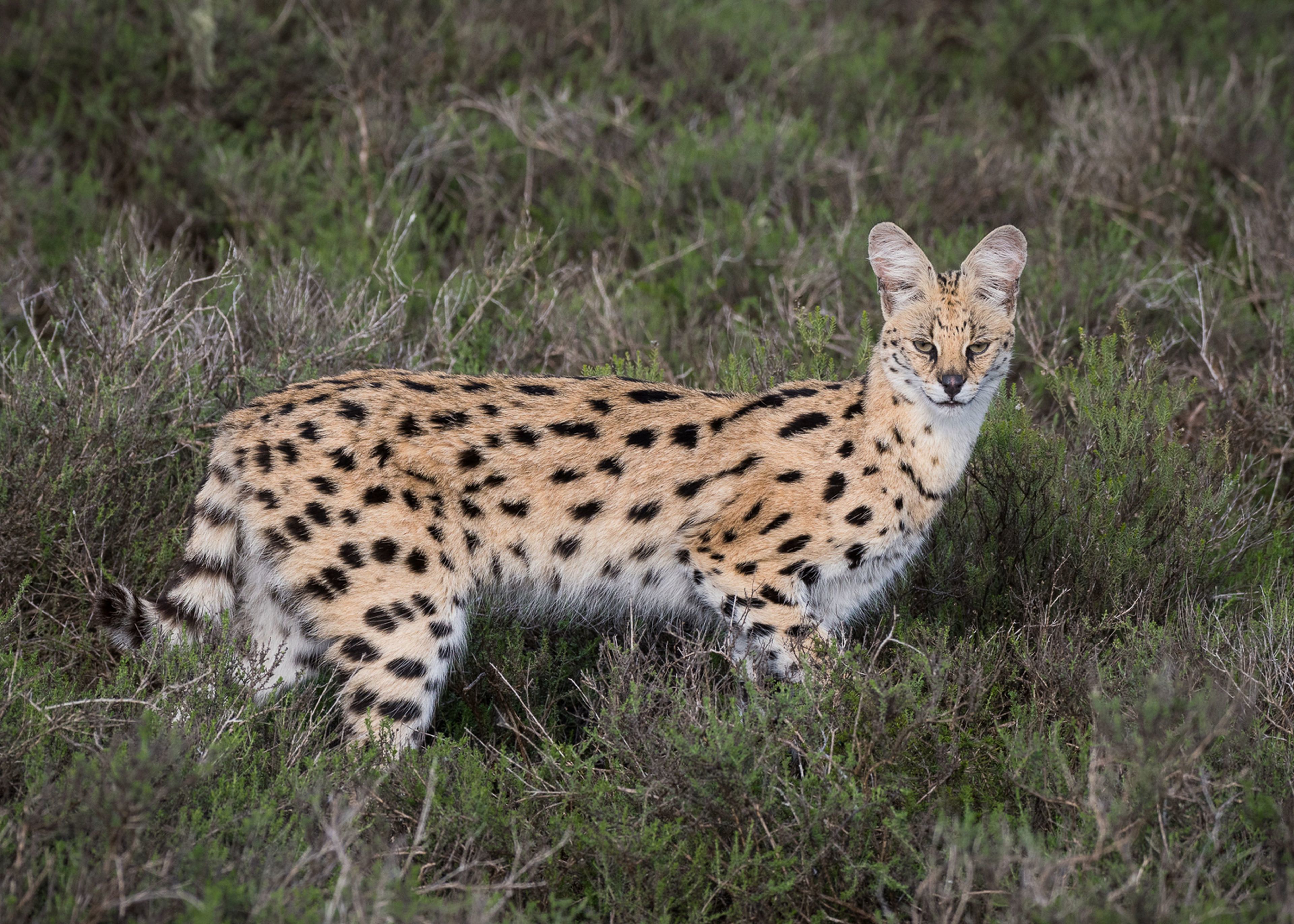 Uma serval em um campo gramado.