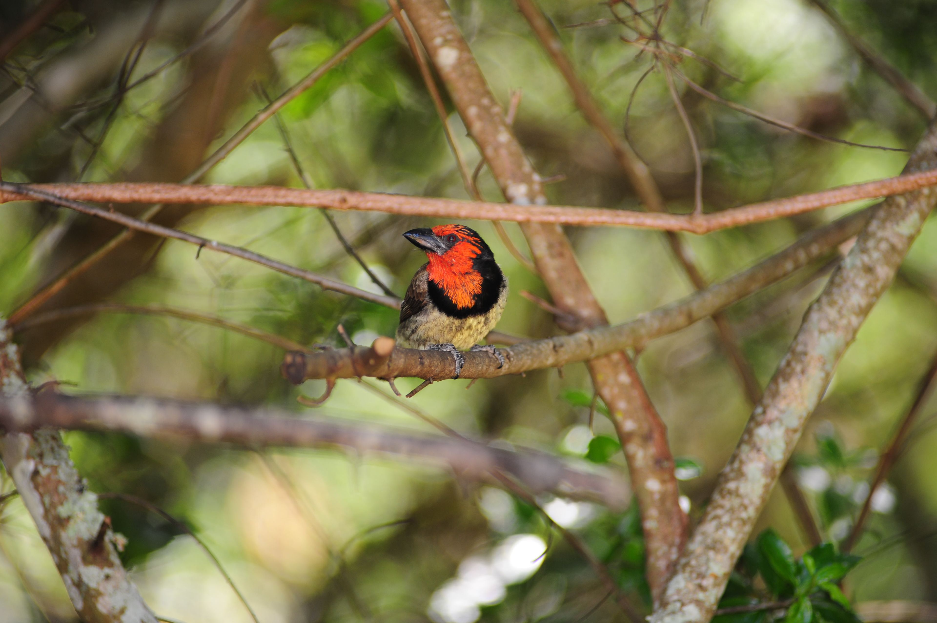 A bird perched on a branch.
