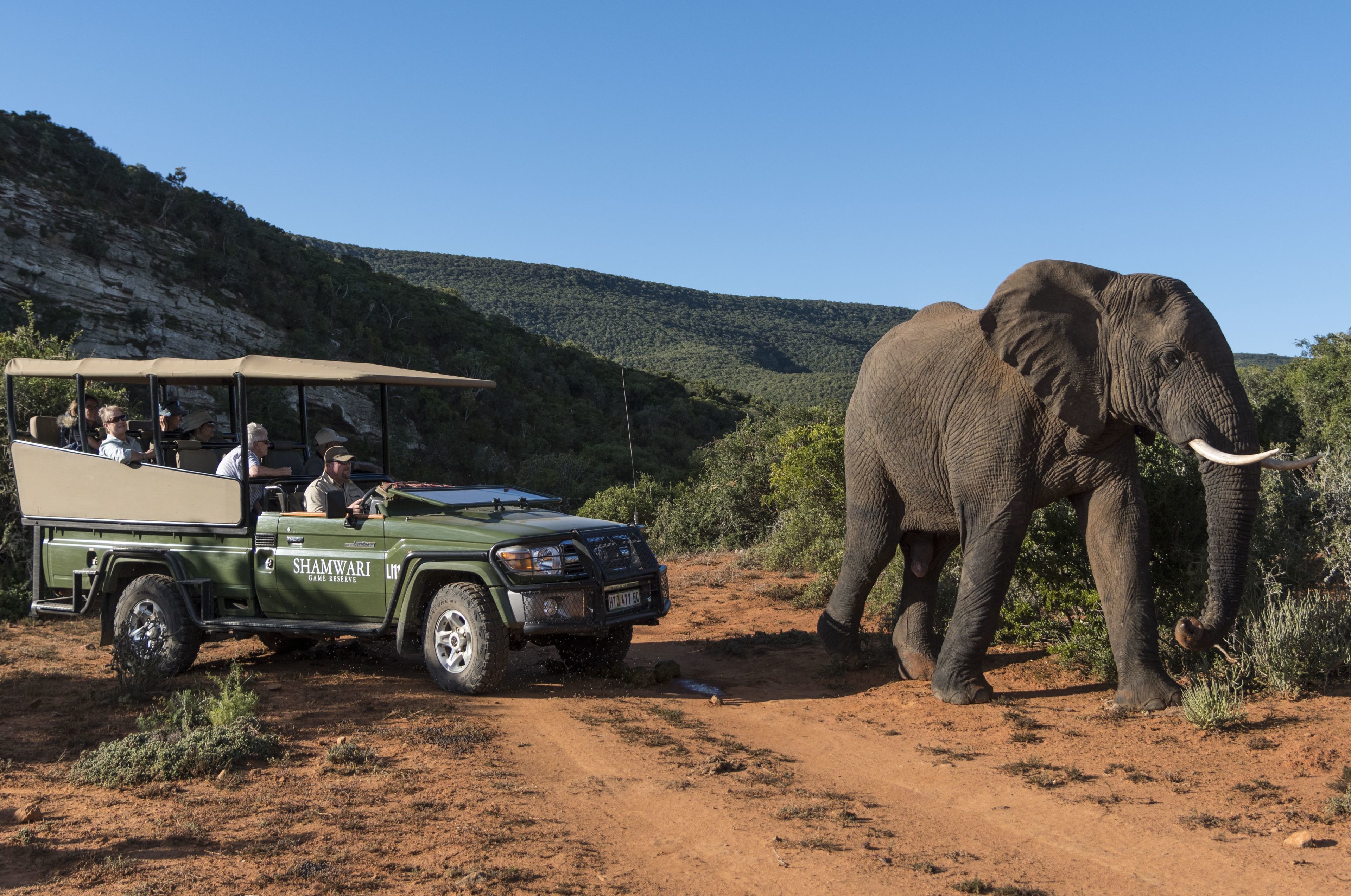 Un véhicule de safari transportant des passagers qui observent un éléphant.