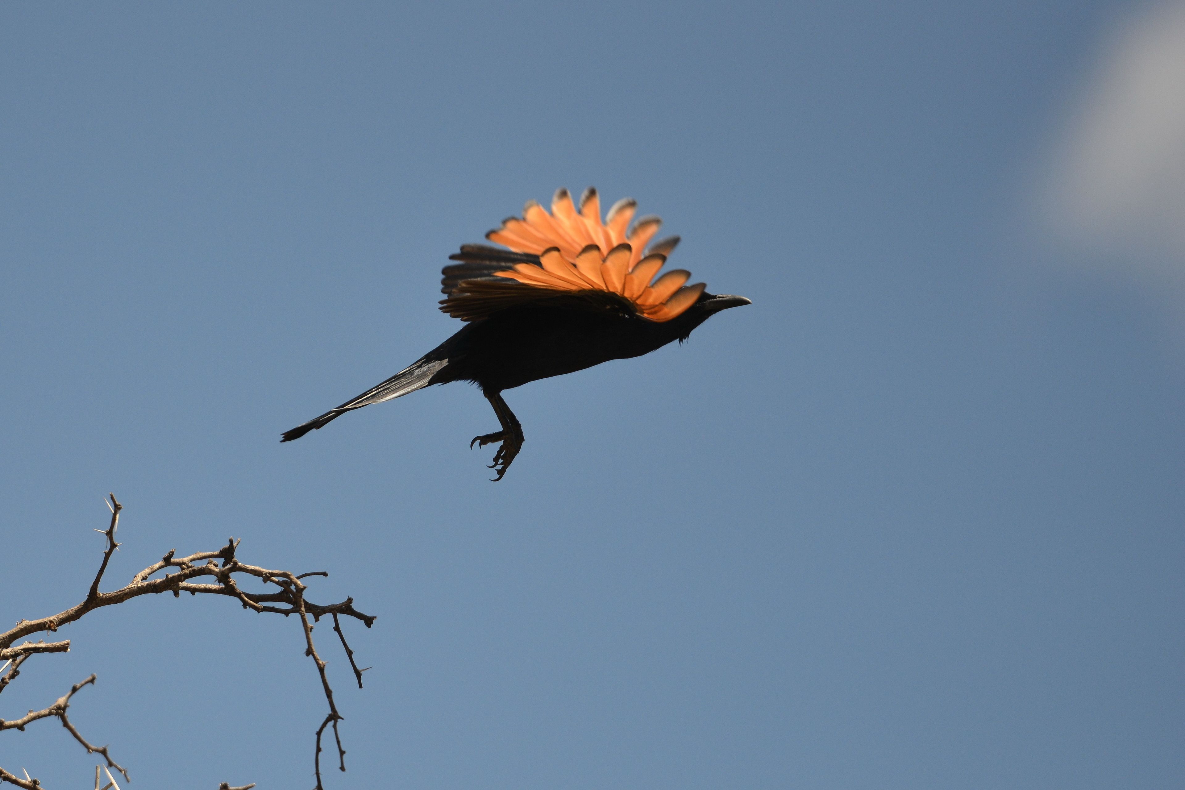 A bird in flight with outstretched wings against a clear sky.