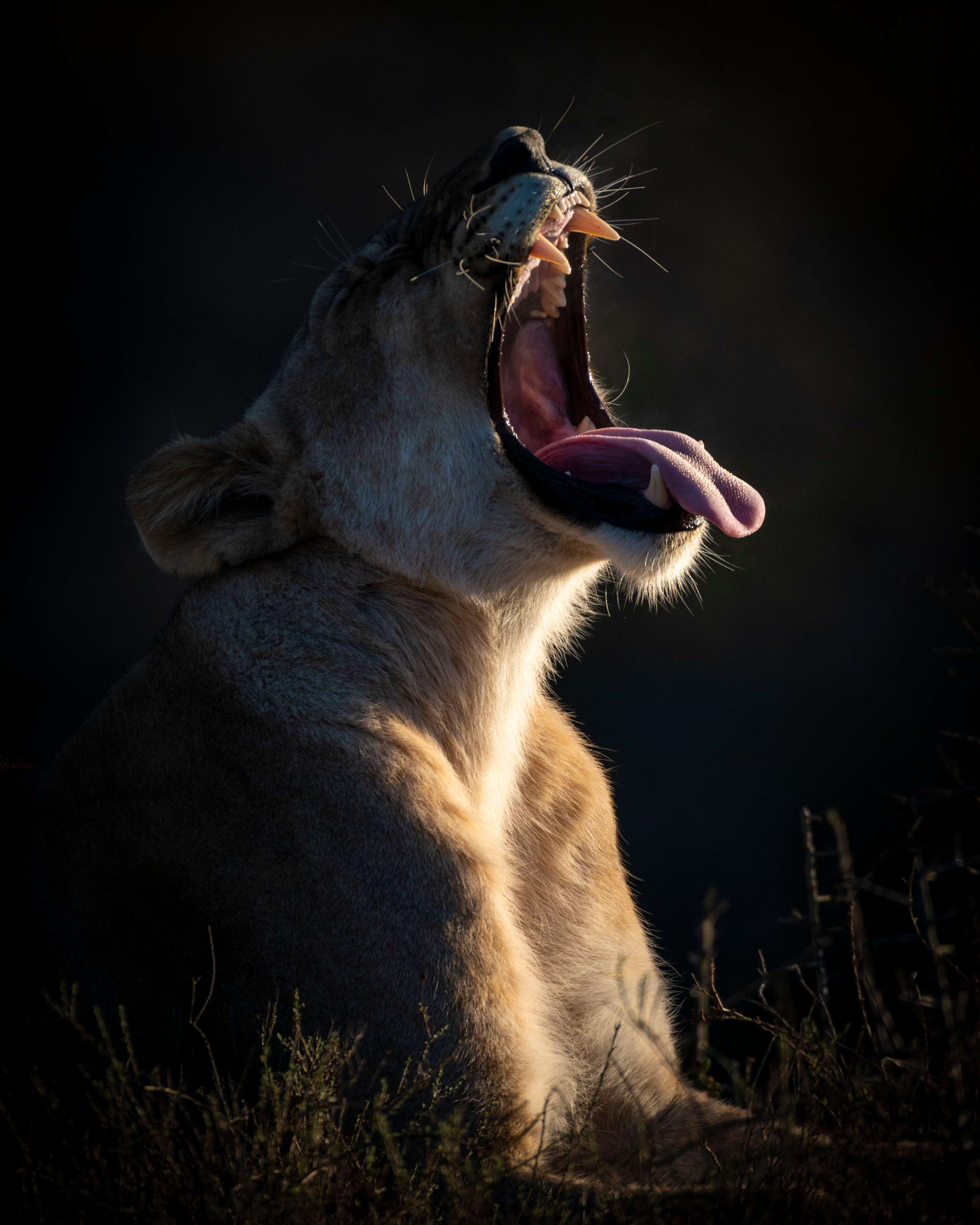 Un león con la boca abierta, mostrando sus dientes y lengua.