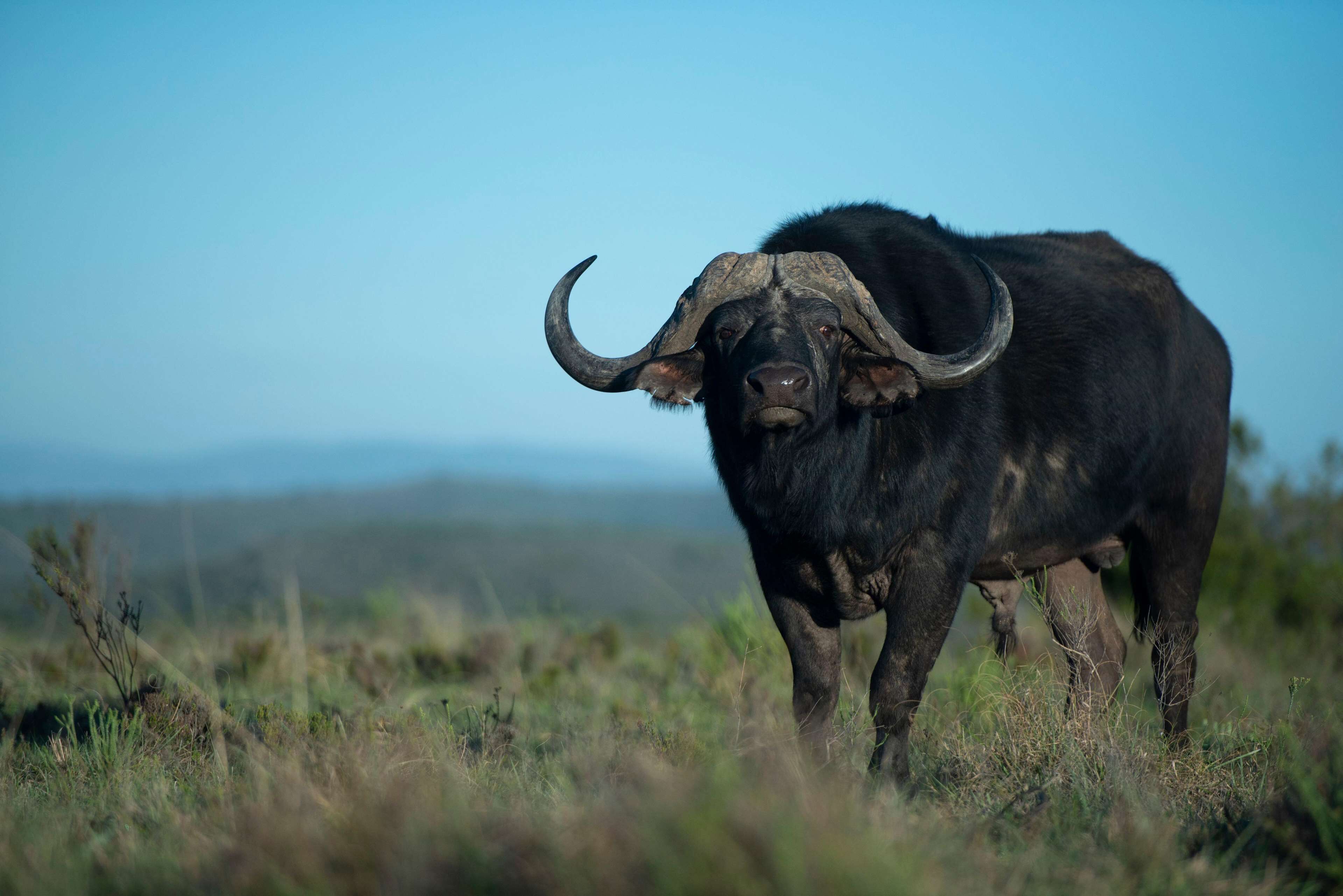A large black buffalo with curved horns standing in a grassy field.