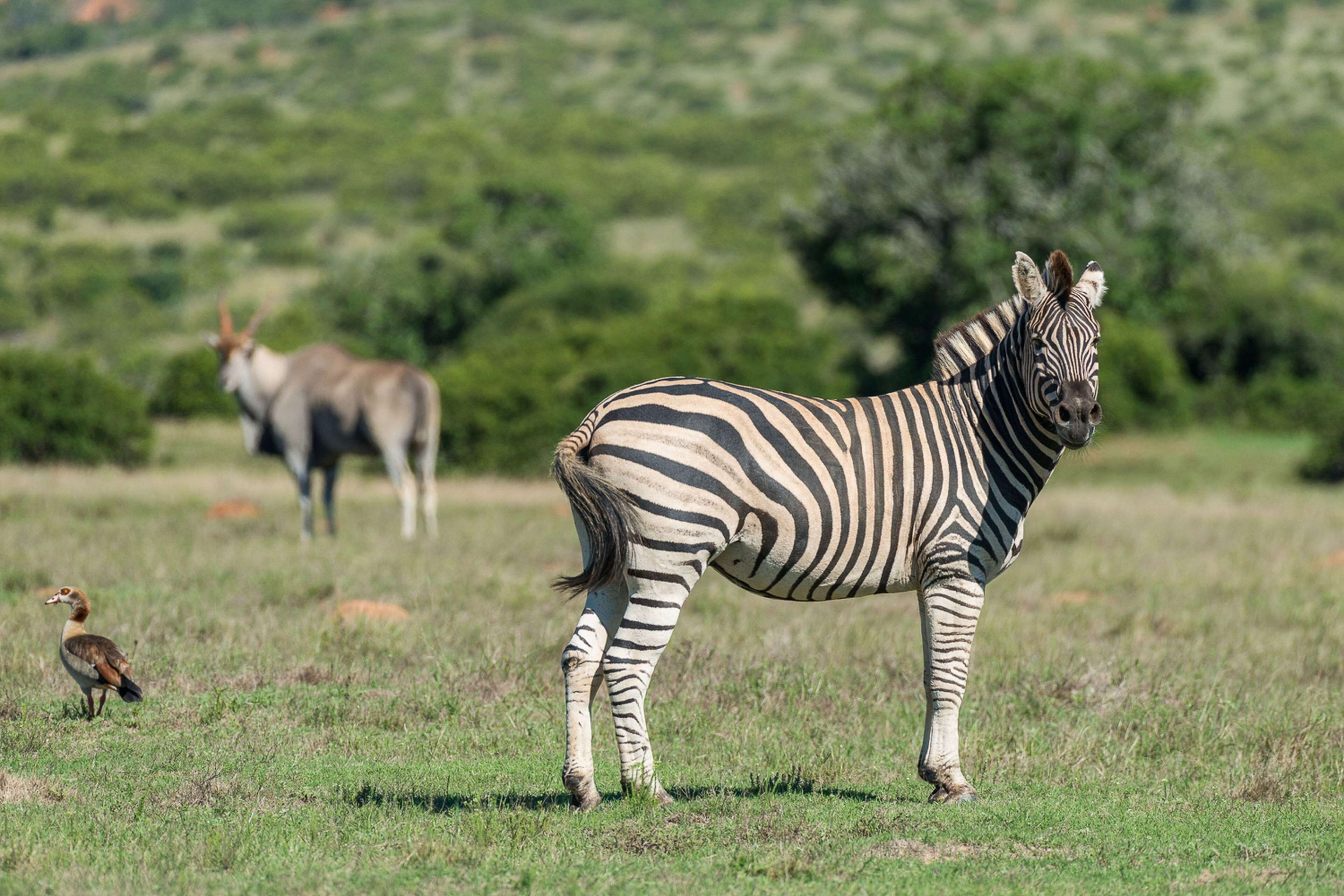 A zebra standing in a grassy field with trees in the background.