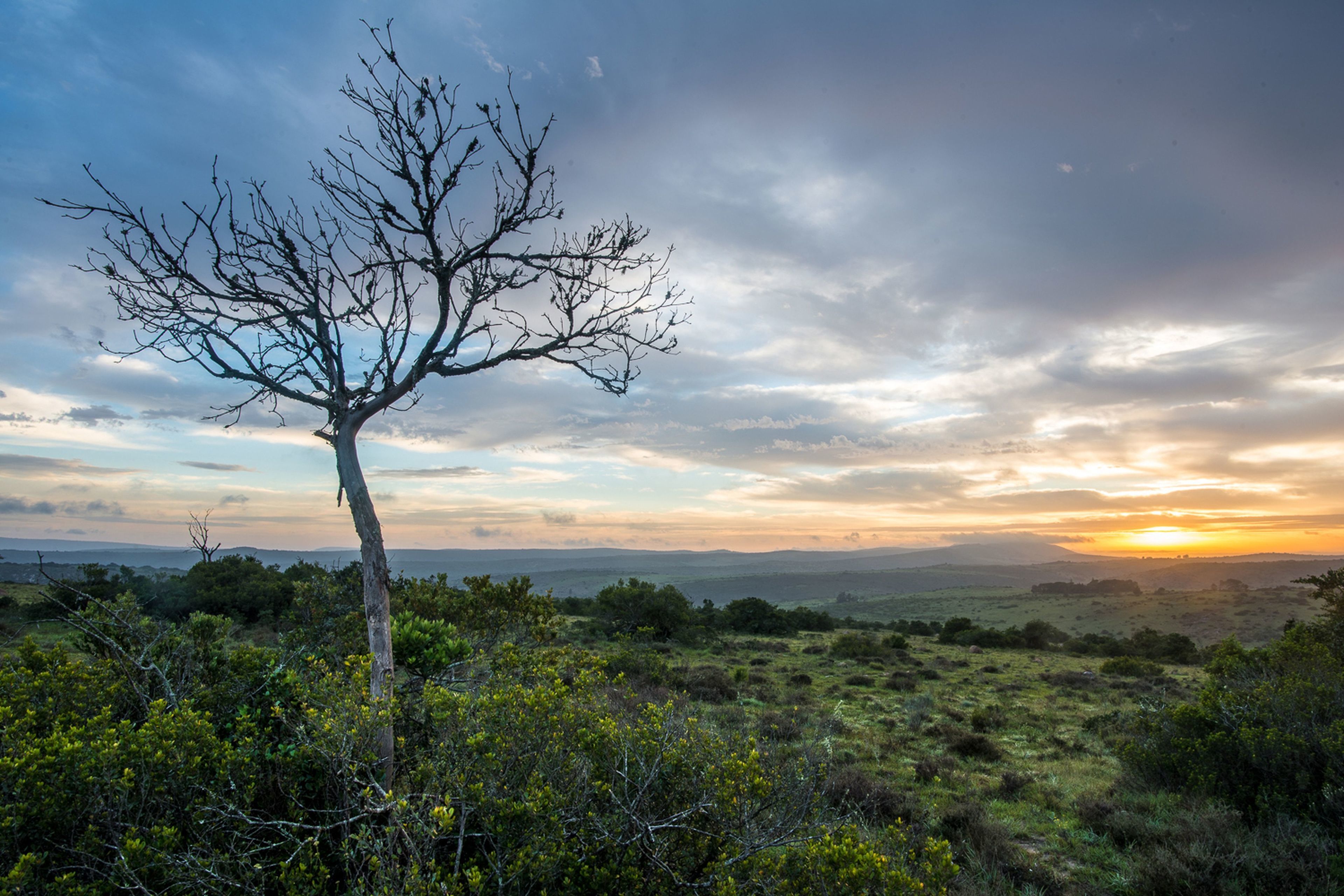 A landscape with a prominent leafless tree in the foreground and a sunset in the background.