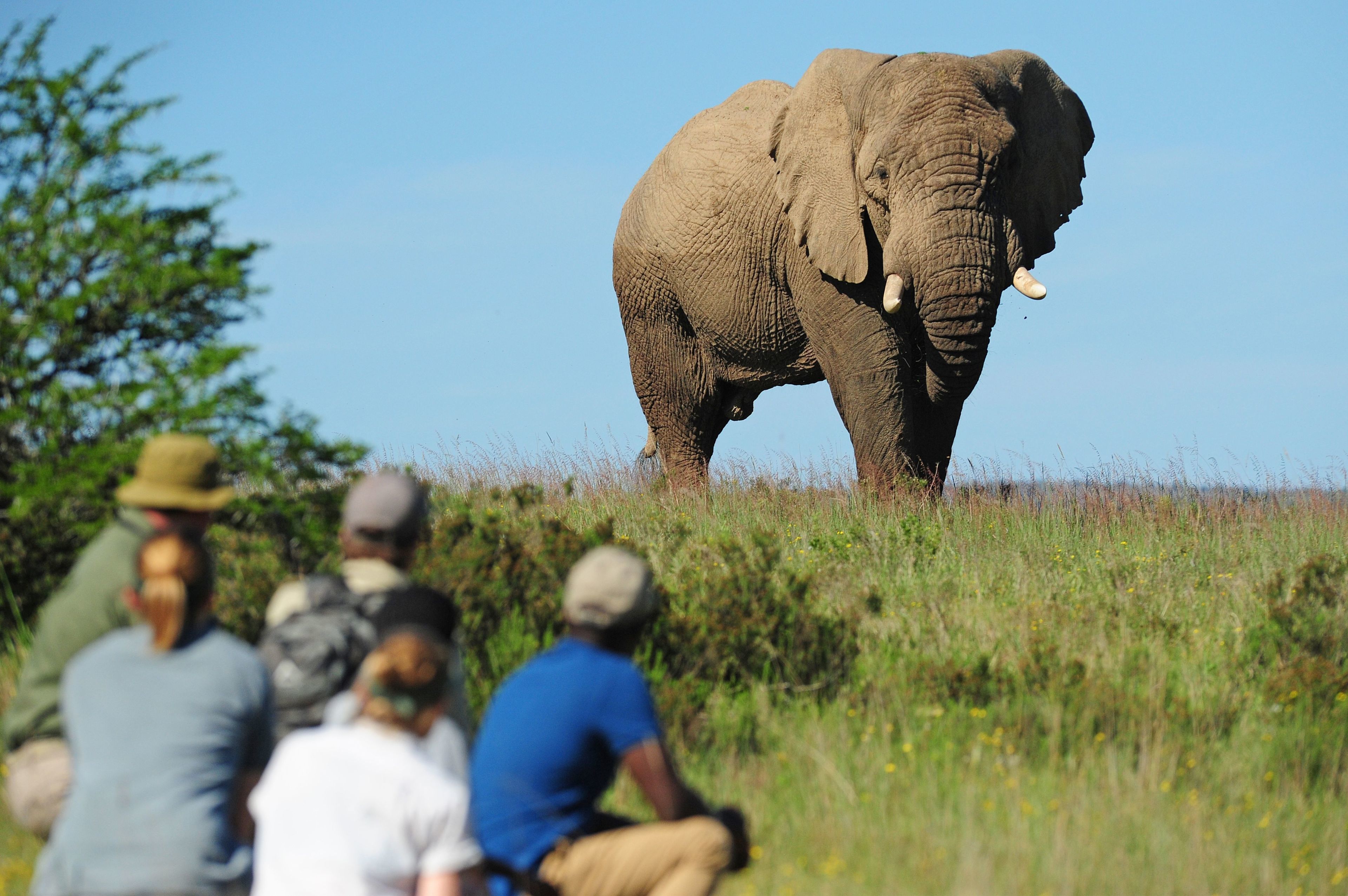 A group of people observing an elephant in a natural setting.