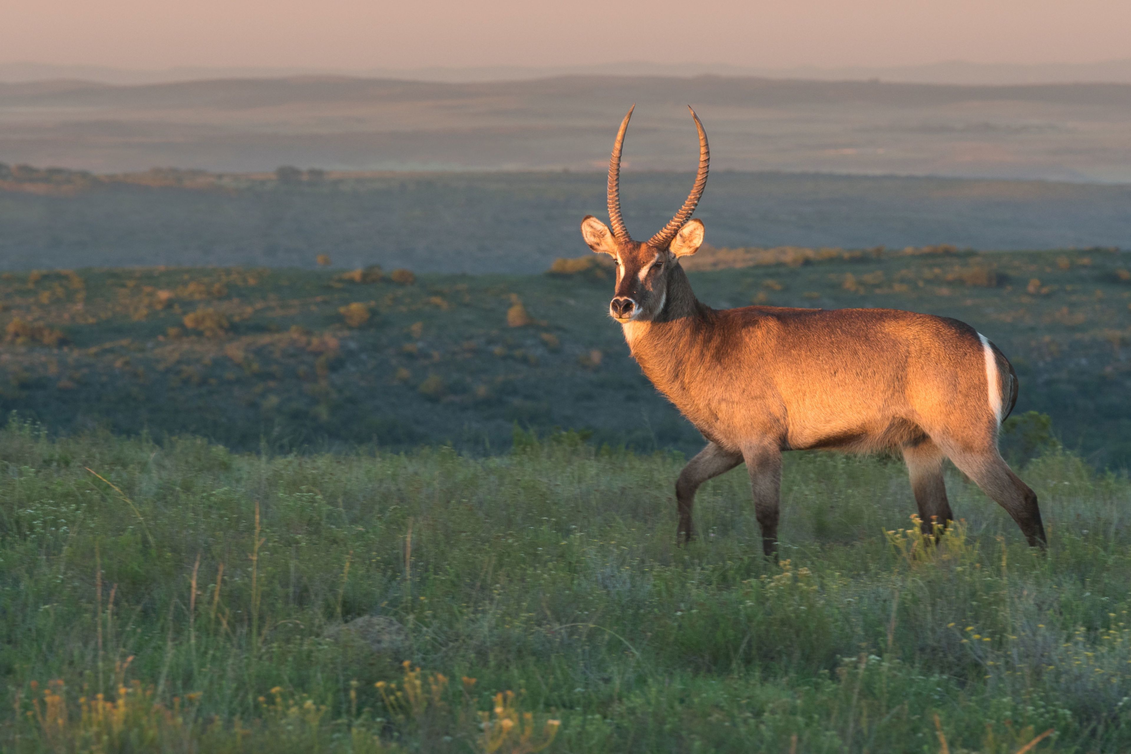 A landscape with a large antelope standing in a grassy field.