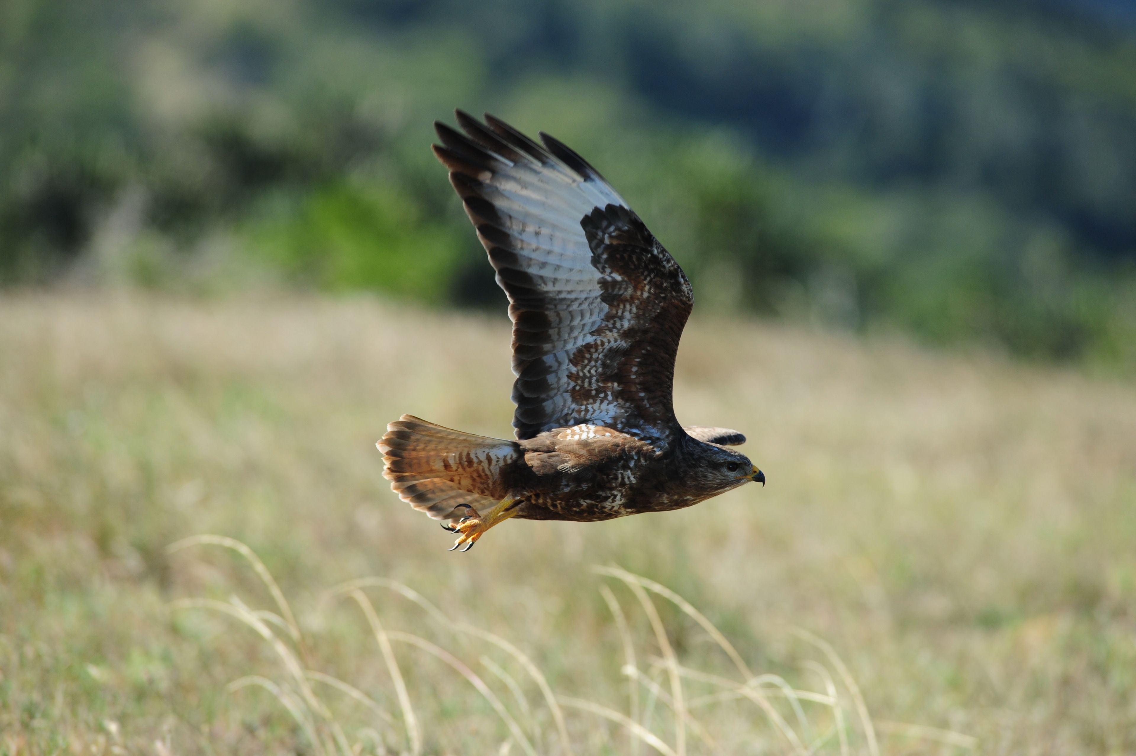 A bird in flight over a grassy field.