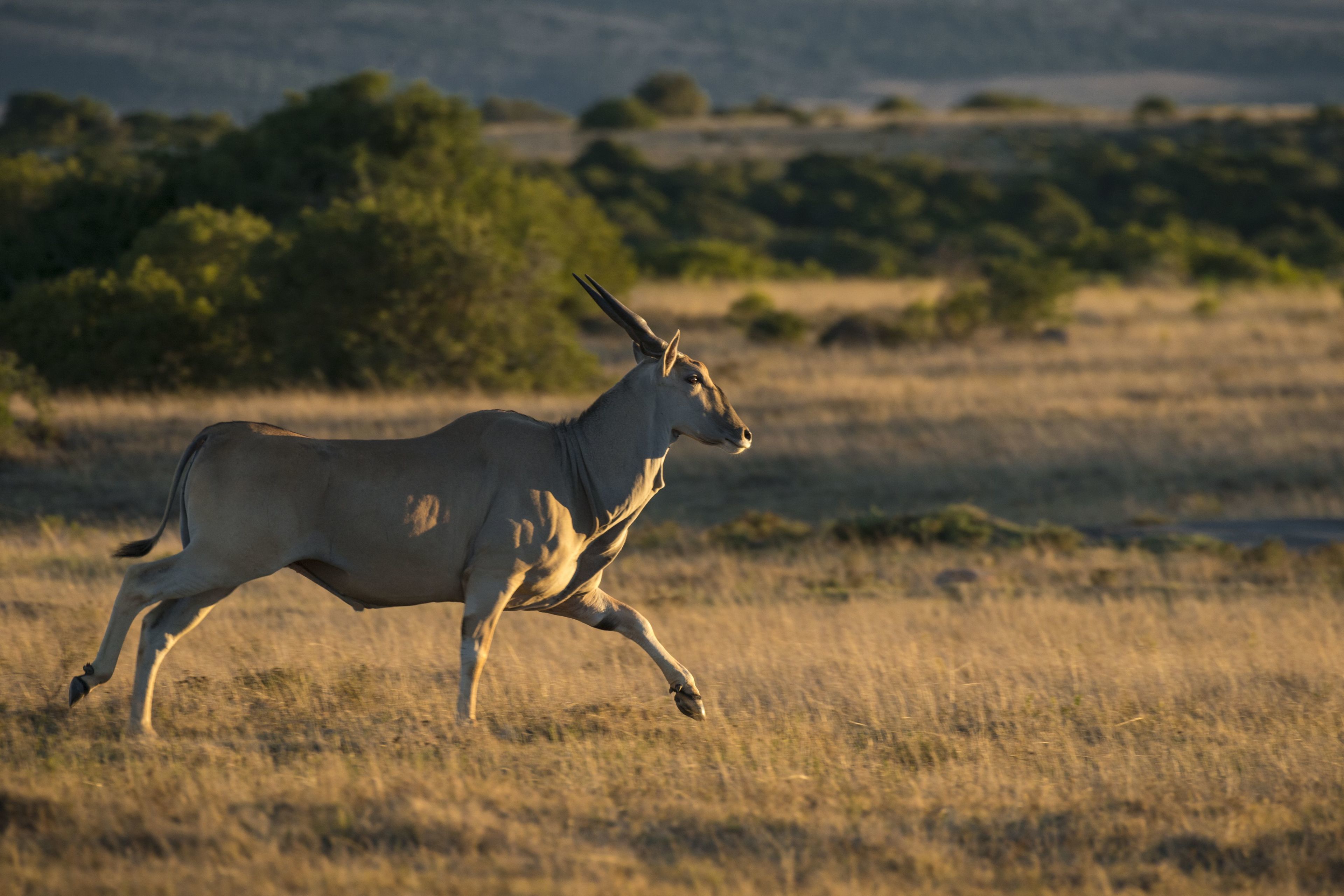 A gazelle running in a grassy field with trees in the background.