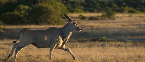 A gazelle running in a grassy field with trees in the background.