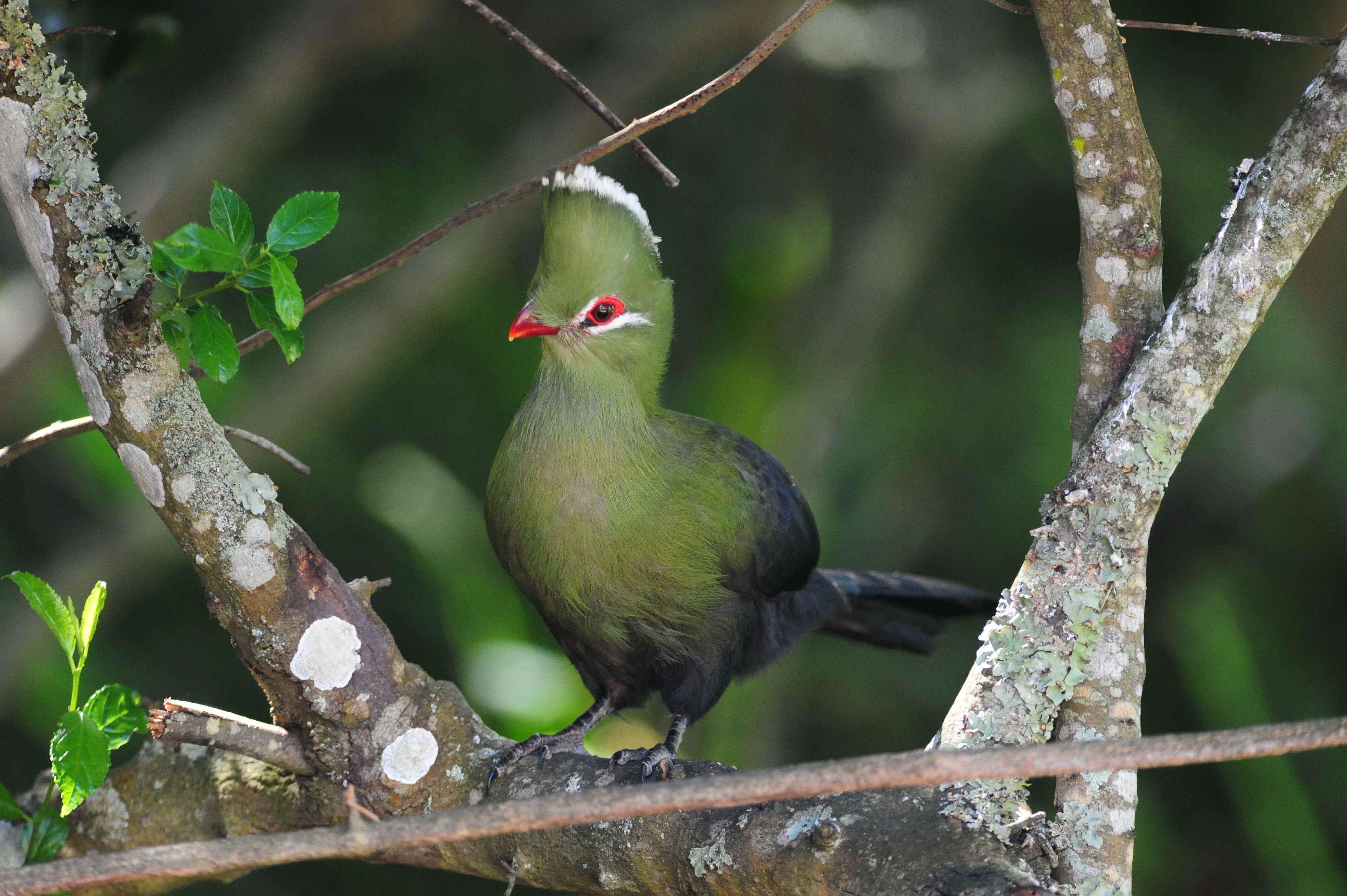 Un pájaro posado en una rama con liquen.