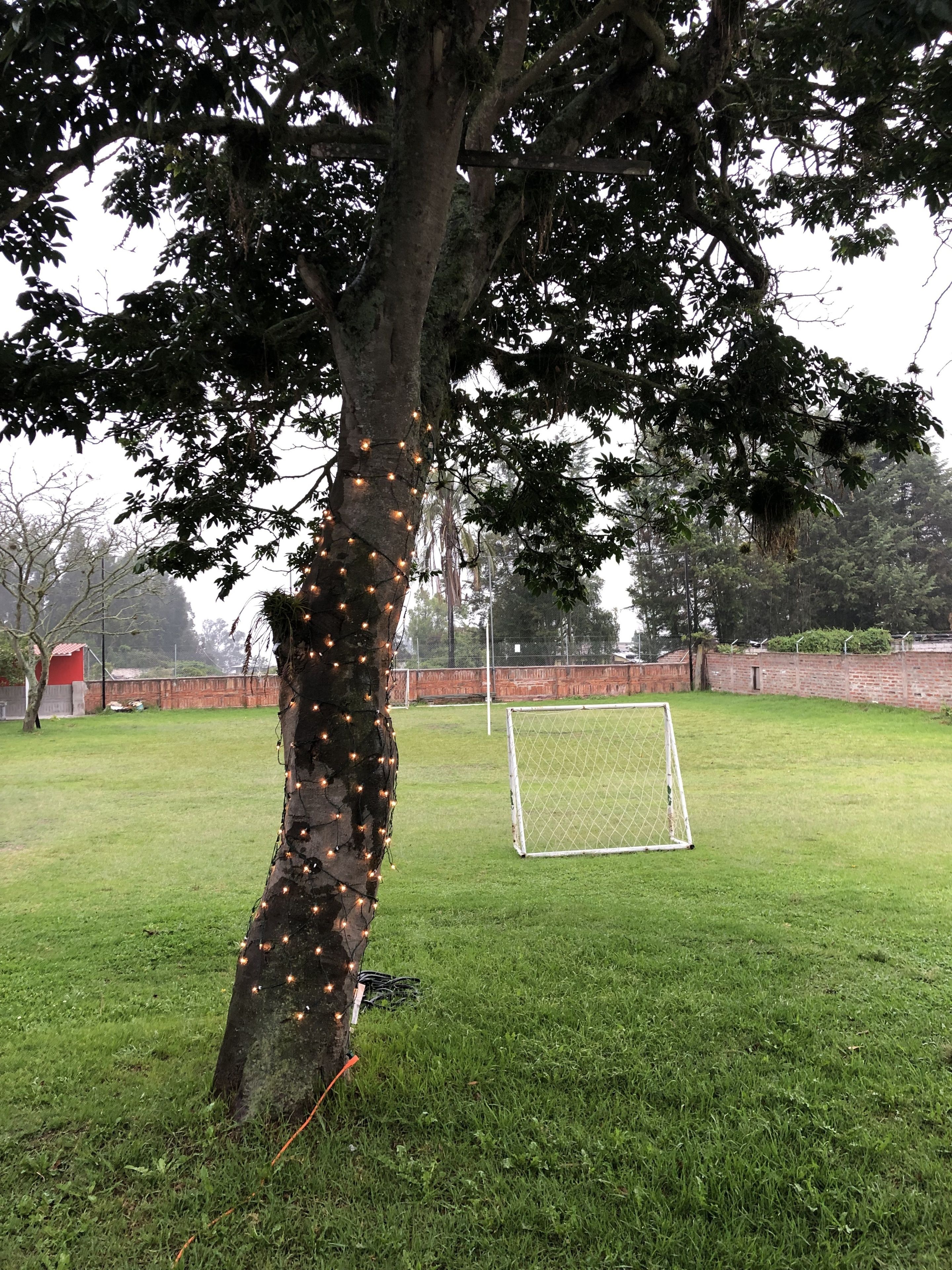 A tree with string lights wrapped around it, a soccer goal, and a grassy field.