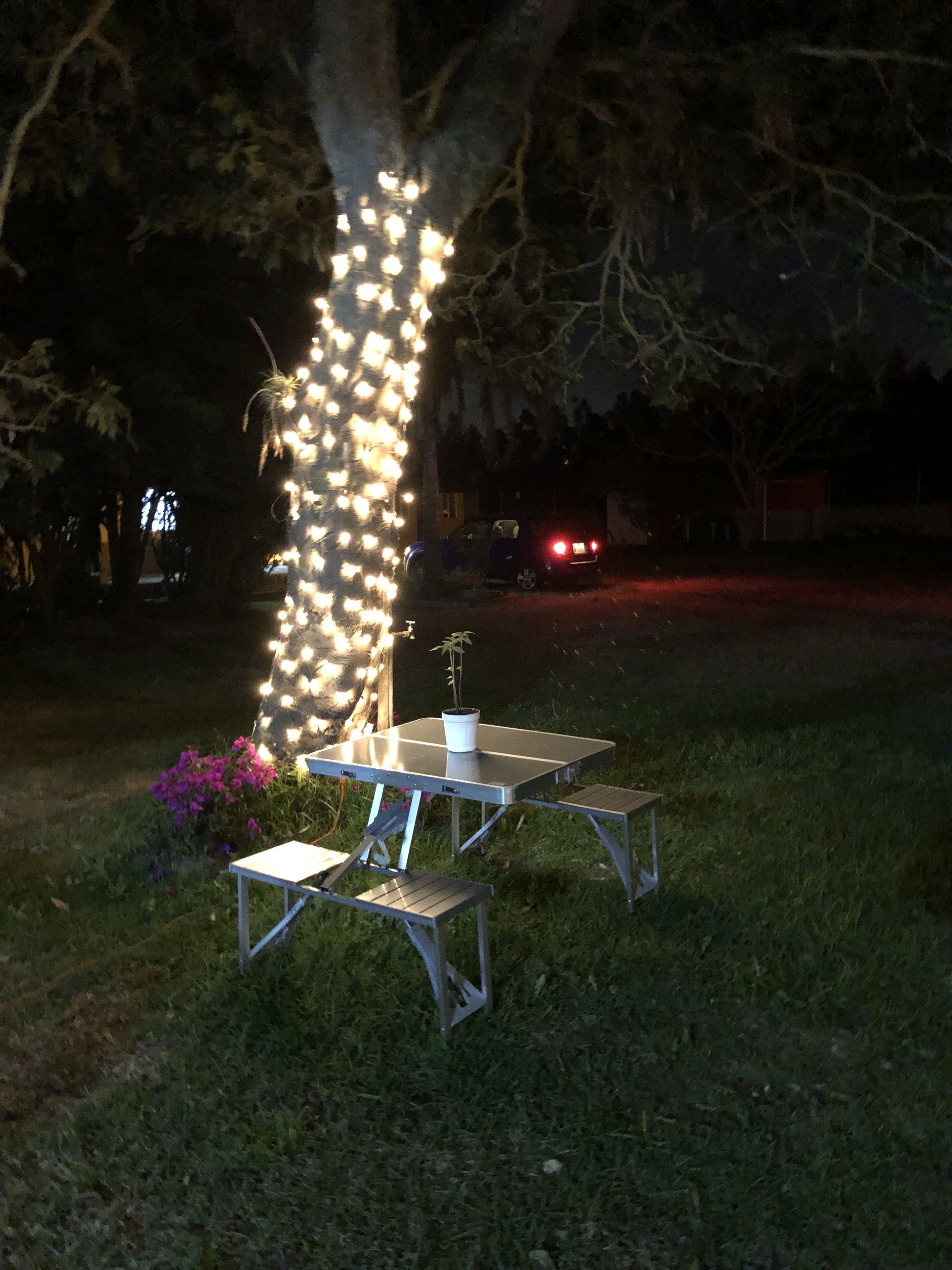 A picnic table set up under a tree with string lights.