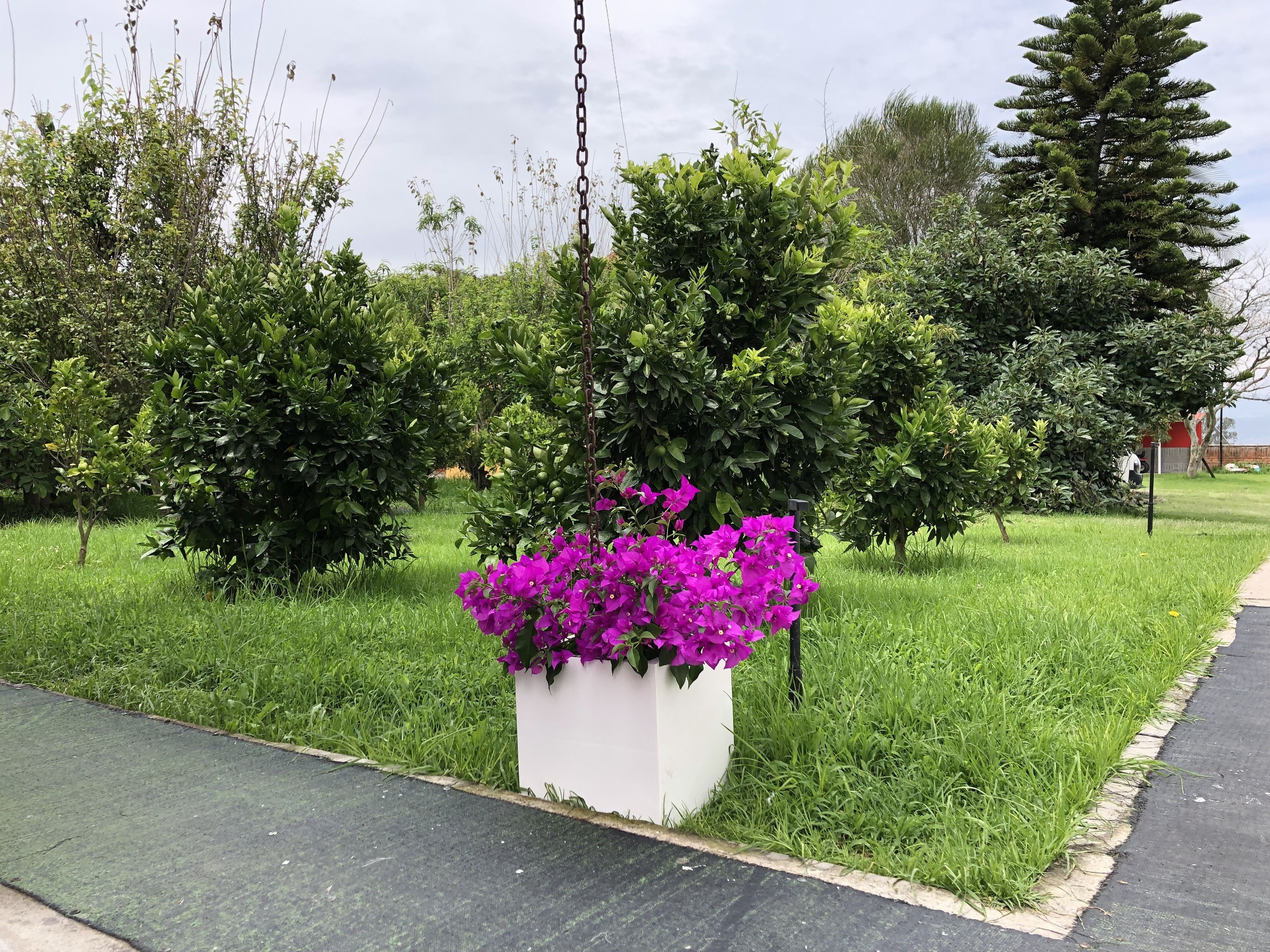 Un jardín con una caja de plantación blanca que contiene flores moradas, rodeado de abundante césped verde y varios árboles.