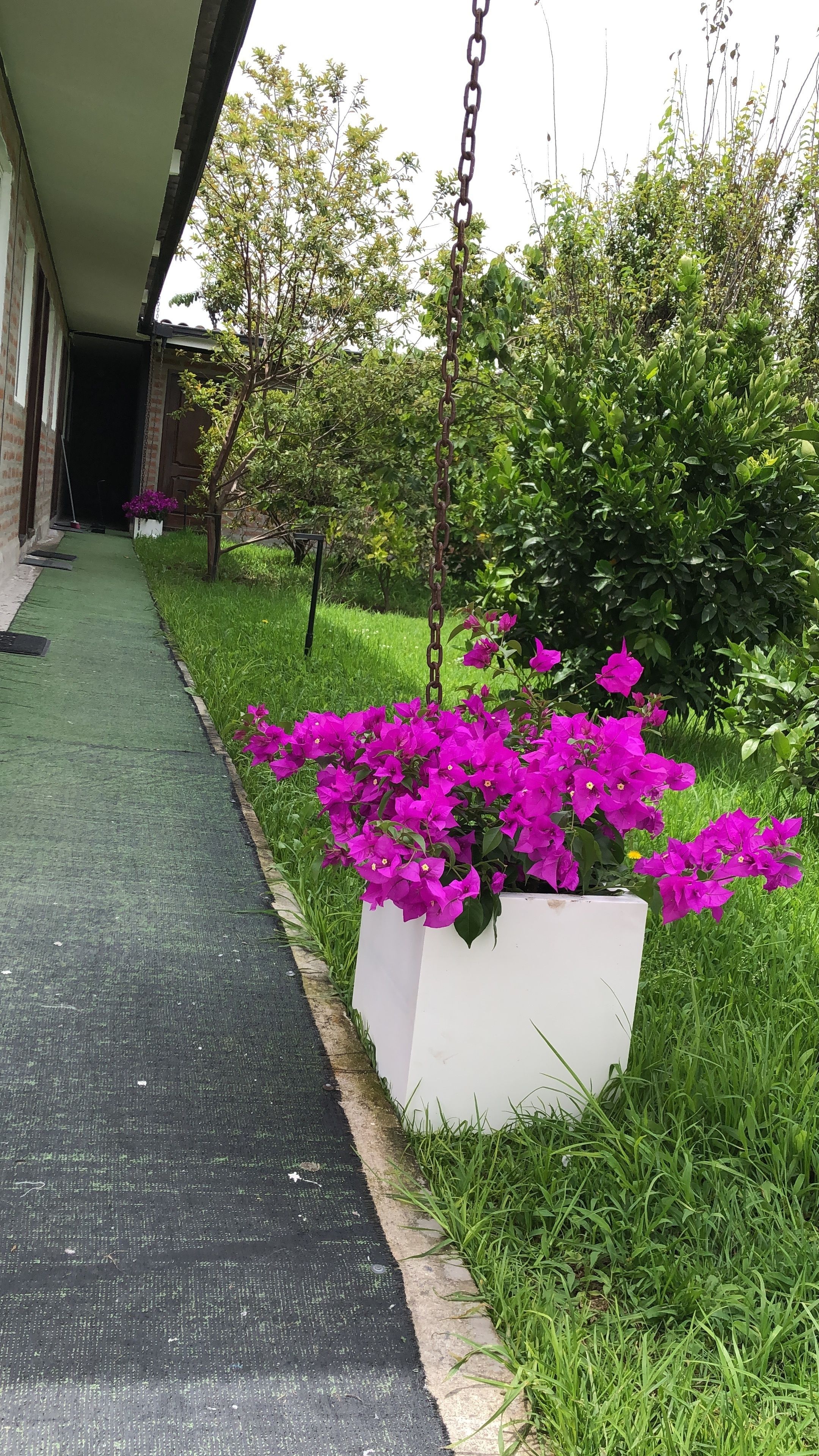 Un jardín con flores rosas vibrantes, una maceta blanca y una zona verde al lado de un edificio de ladrillo.
