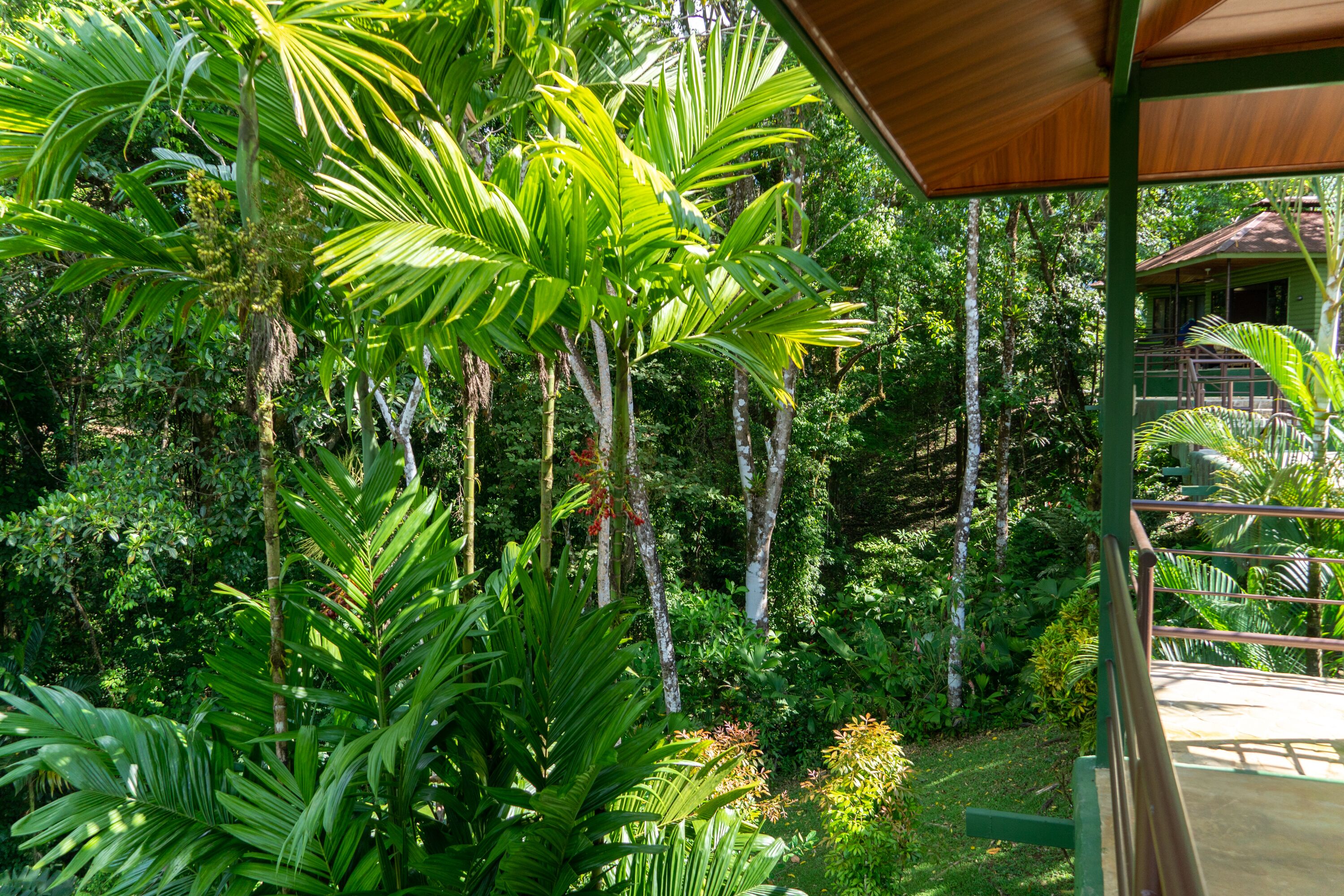 A lush garden with tall trees and dense foliage, a wooden structure with a balcony, and a building in the background.