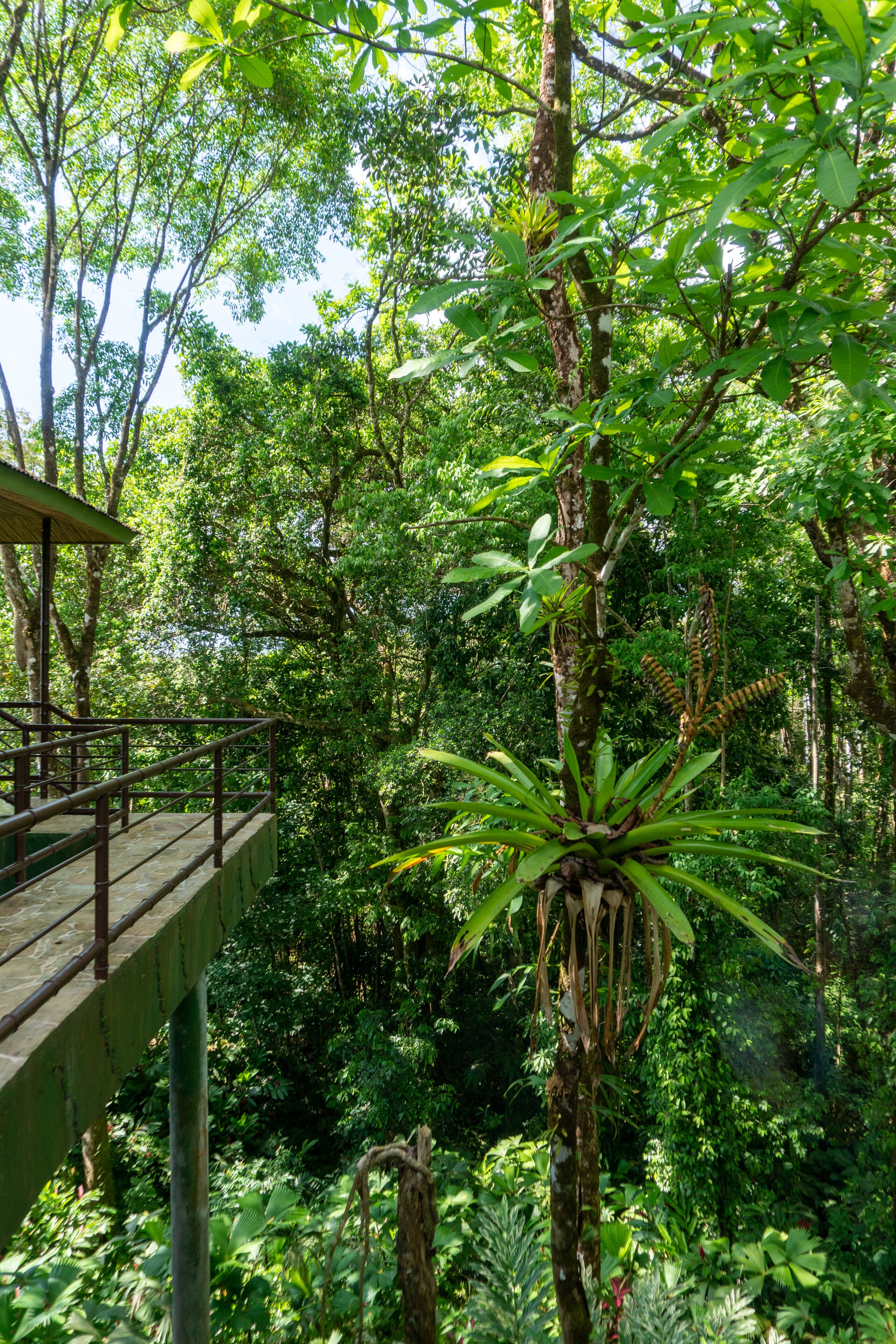 Une terrasse en bois avec une rambarde en métal, donnant sur une forêt luxuriante et verdoyante.