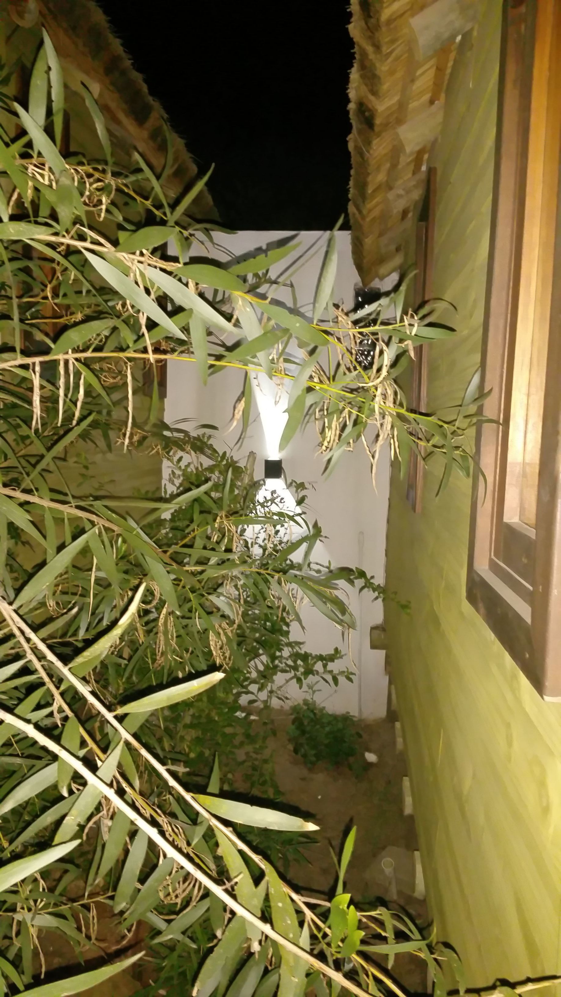 A narrow outdoor corridor with dense foliage and a white wall.