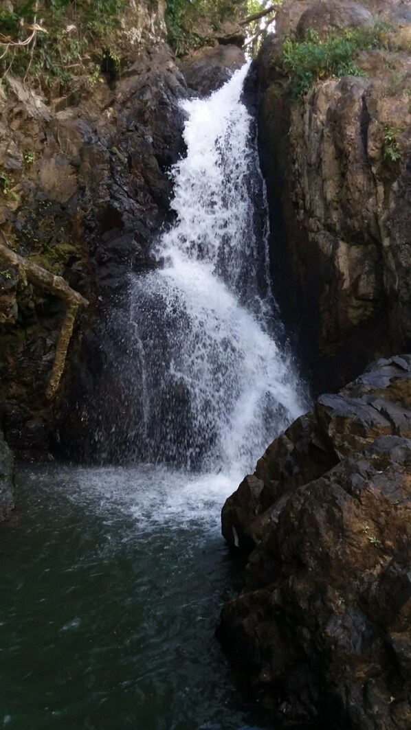 Property grounds - Hacienda Mí Remanso (Caguas)