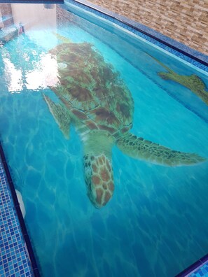Piscina interna, funciona das 8h às 20h, guarda-sóis, espreguiçadeiras