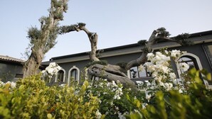 A building with arched windows and a tree with a unique shape. - Guest House Terra di Venera (Acireale)