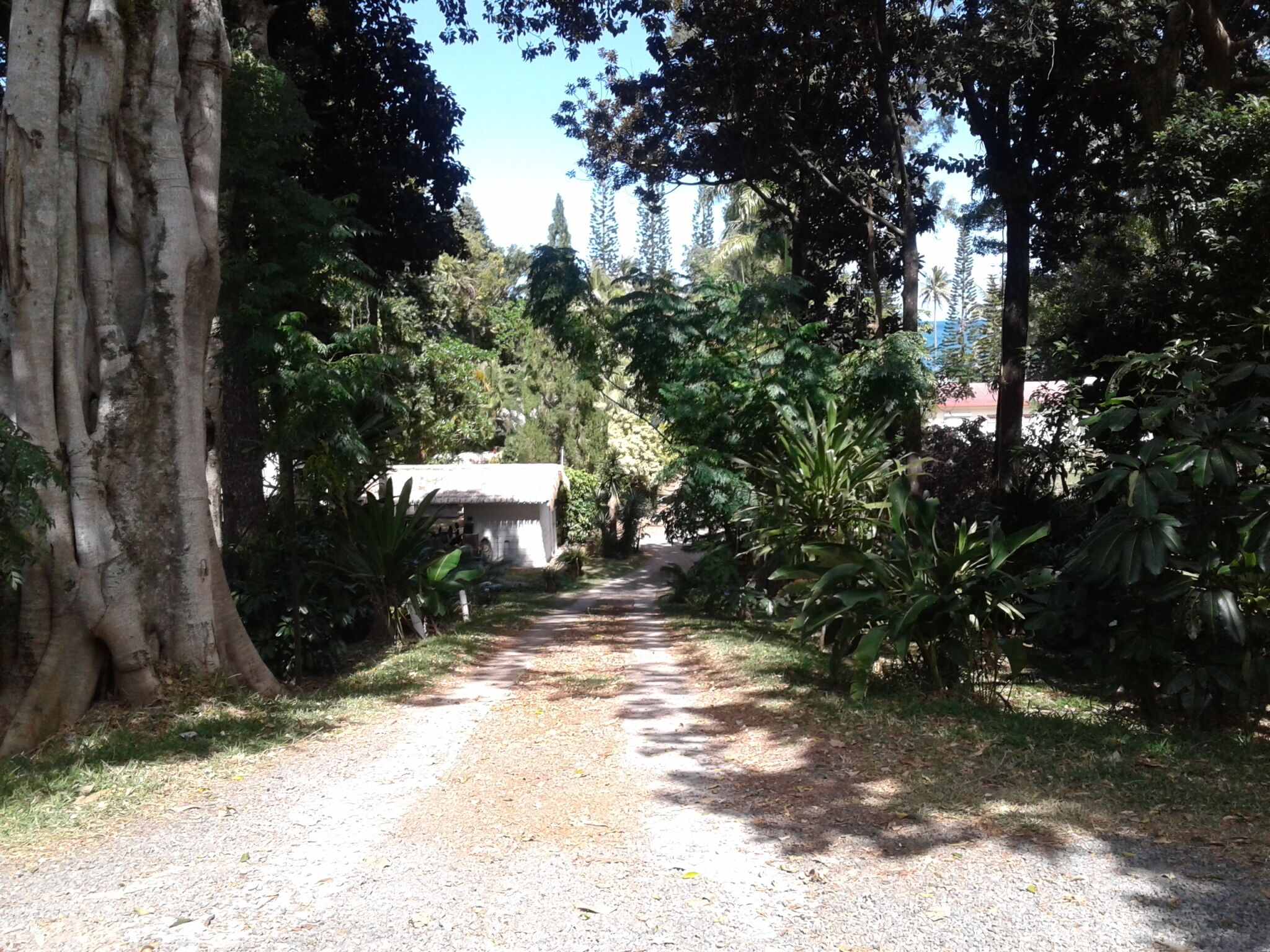 Uma trilha de cascalho conduz a um edifício branco, cercado por vegetação densa e árvores grandes.