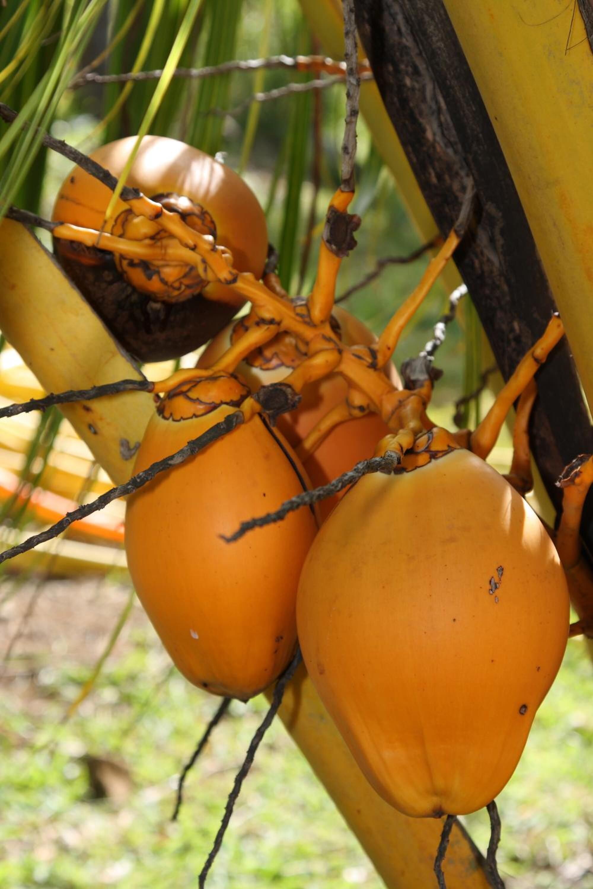 Foto - La Hacienda Mauritius