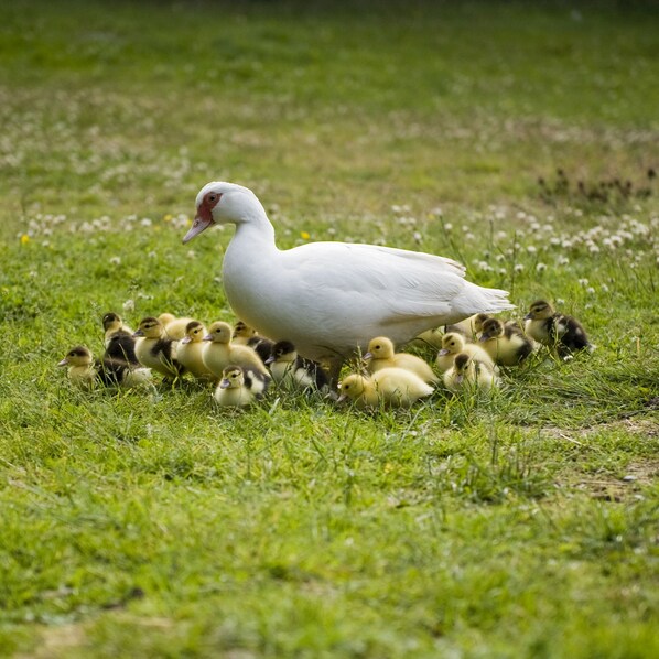 Un pato blanco rodeado de sus patitos en un campo de hierba.