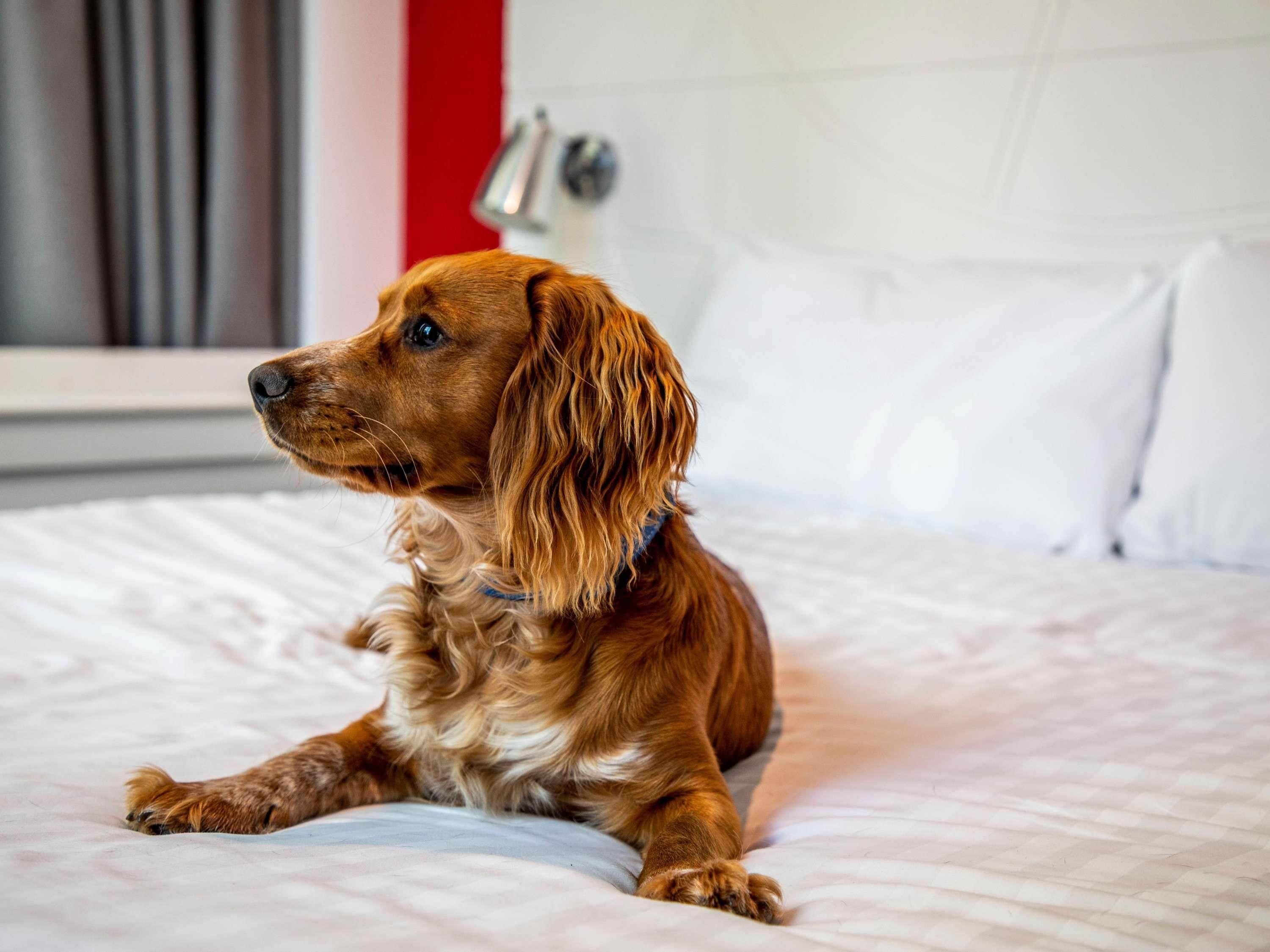 A dog sitting on a bed with a white pillow and a red wall in the background.