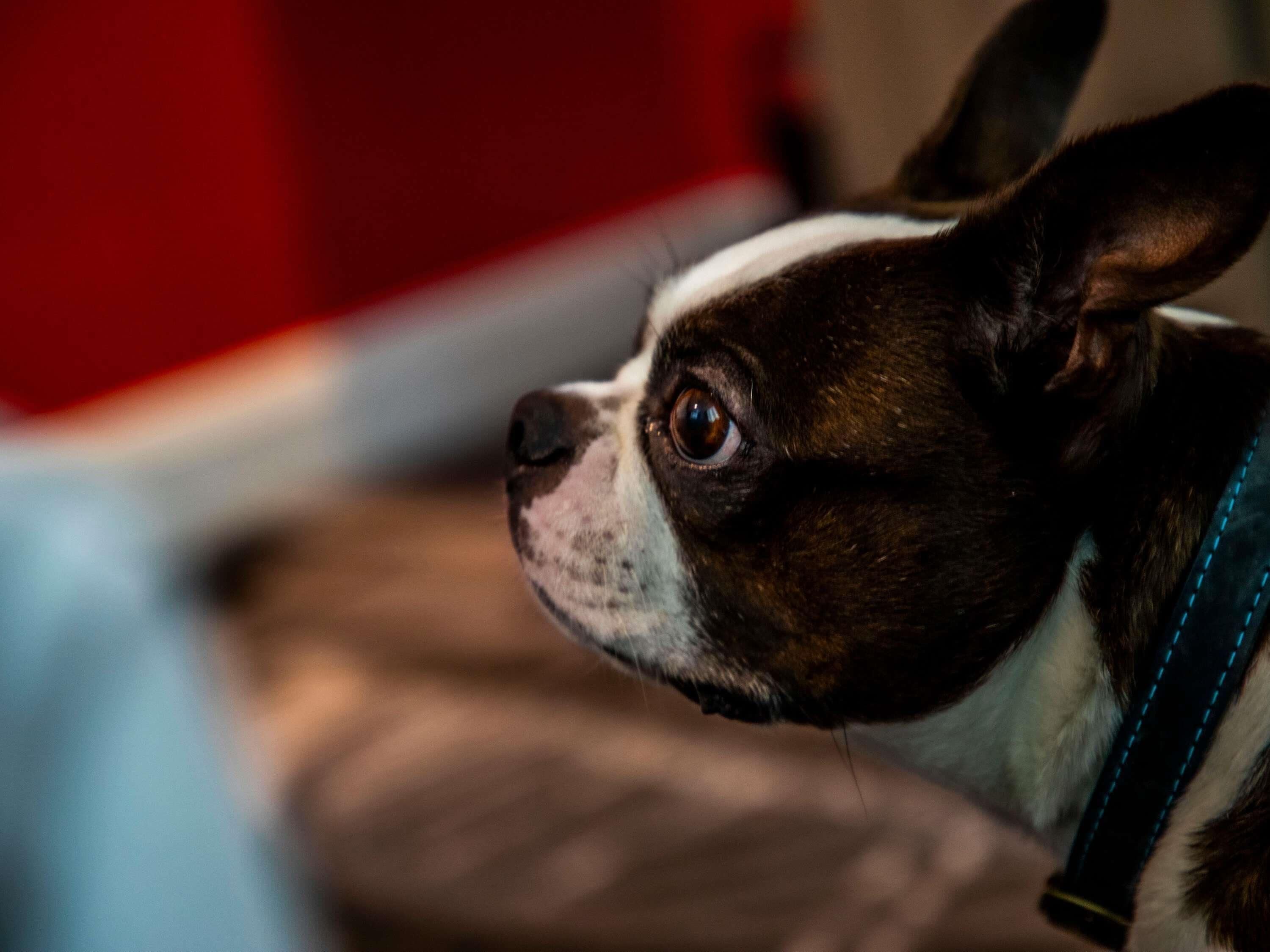 egyptian cotton sheets, premium bedding, soundproofing