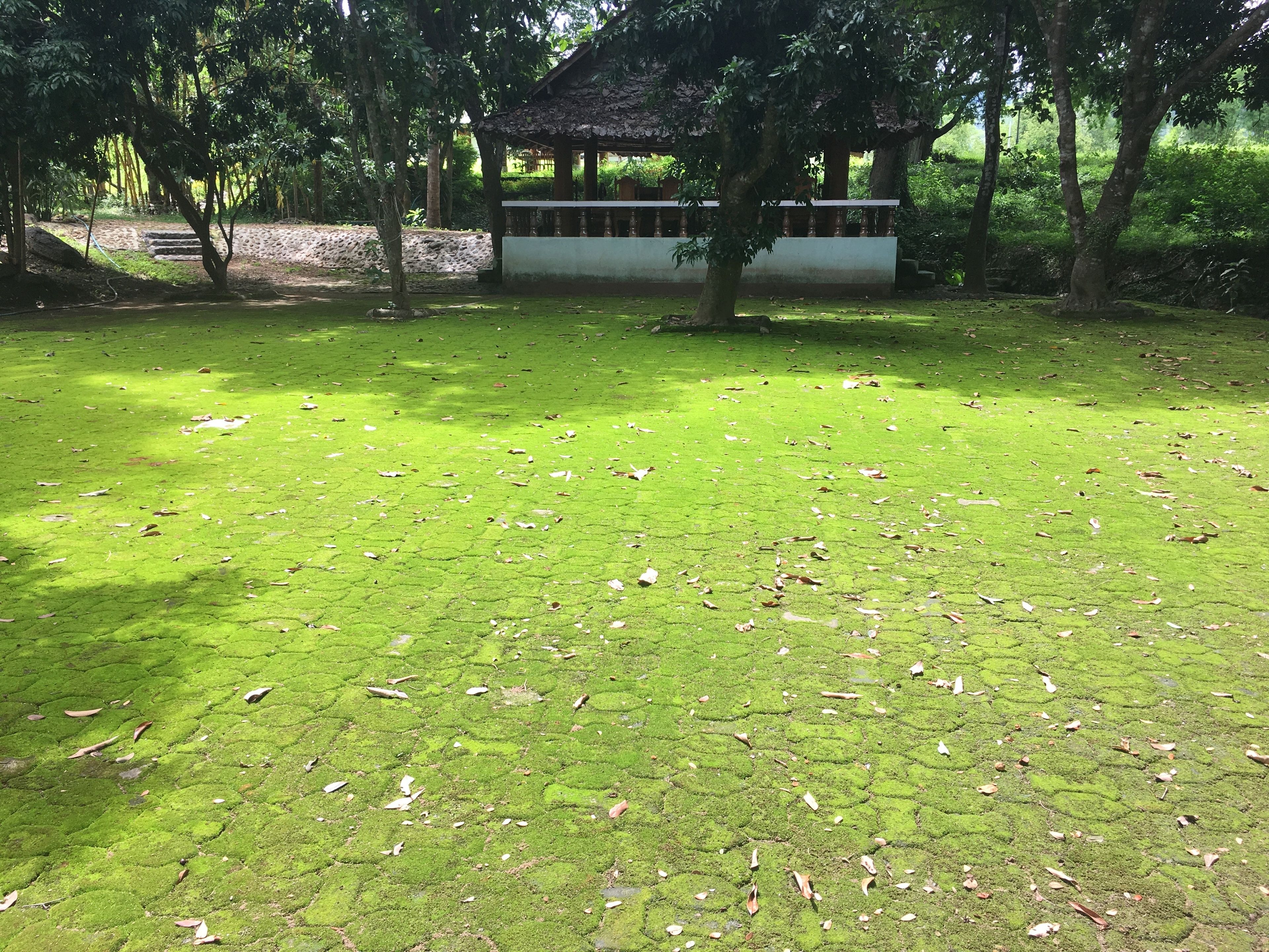 A park with a gazebo, trees, and a grassy area with scattered leaves.