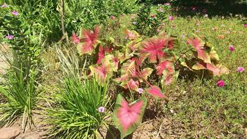 Bungalow | Terrace/patio