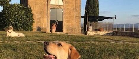A small brick building with a cross on top, likely a church, with a dog in the foreground.