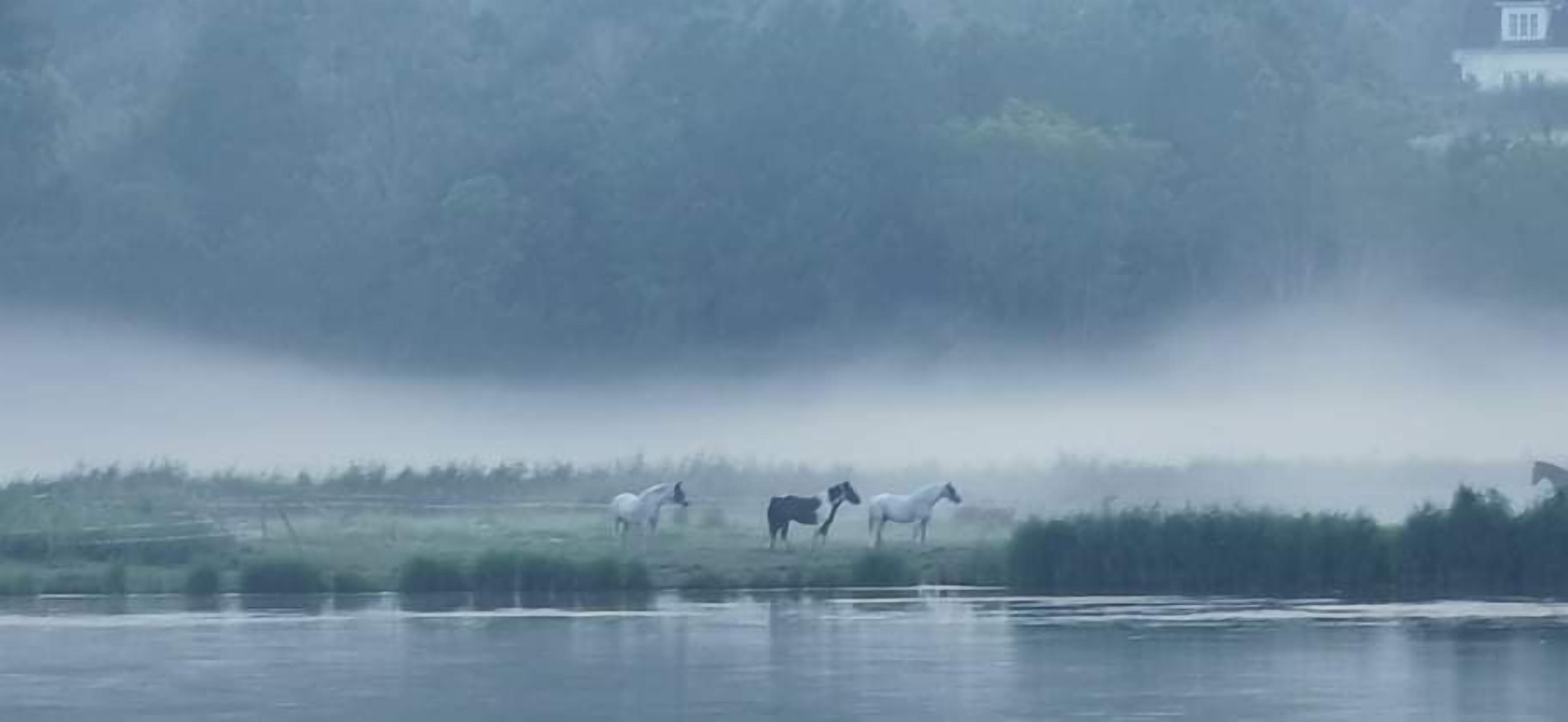 A misty landscape with horses grazing near a body of water.