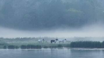 A misty landscape with horses grazing near a body of water.