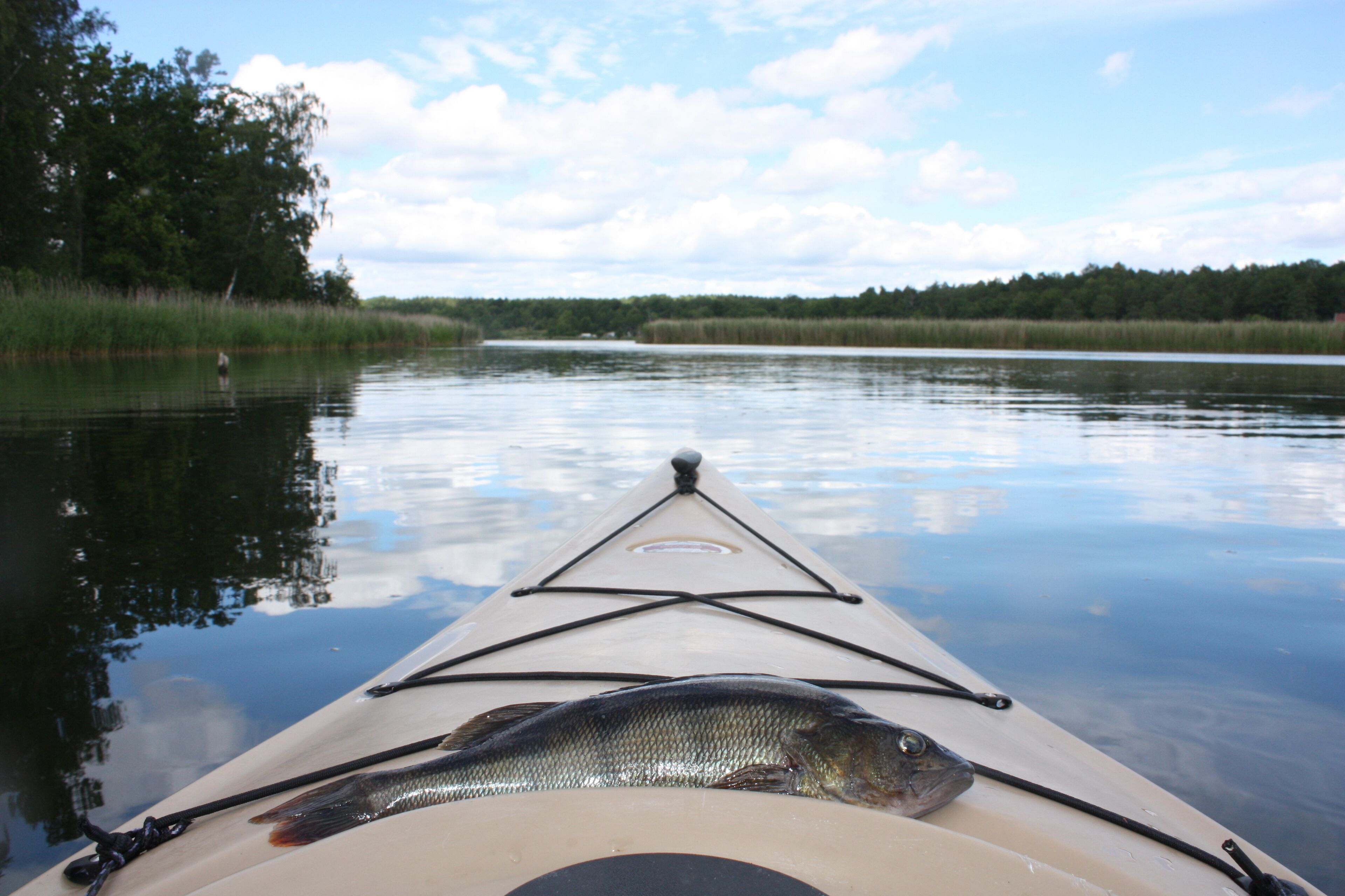 A kayak with a fish on it, calm water, and a forested shoreline.