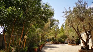 A gravel path flanked by potted plants and trees, leading towards a building with a beige facade.