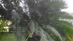 A lush green garden with a variety of plants and trees, including a prominent palm tree.