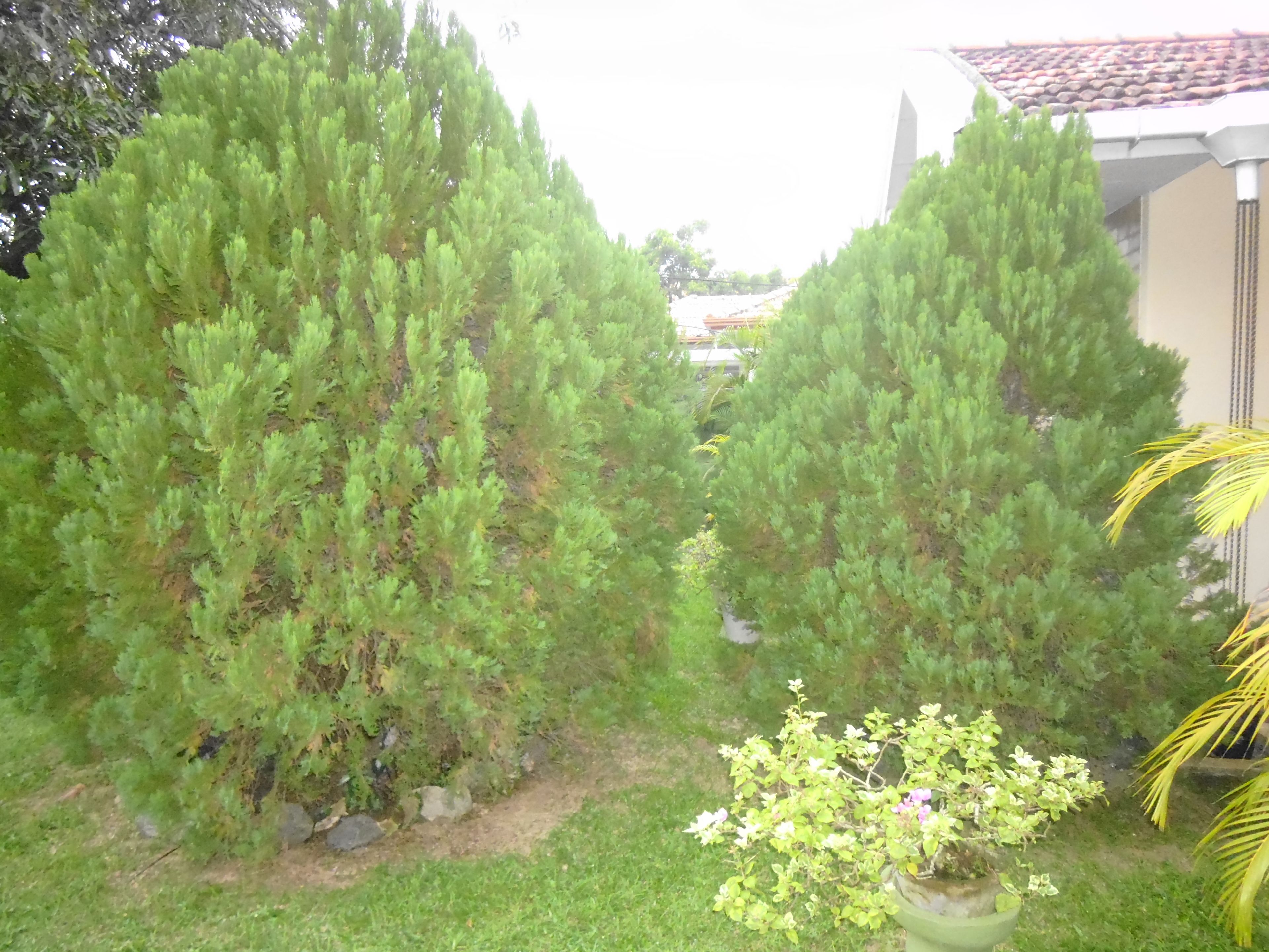 Foto - Mama's Hostel by Taprobane