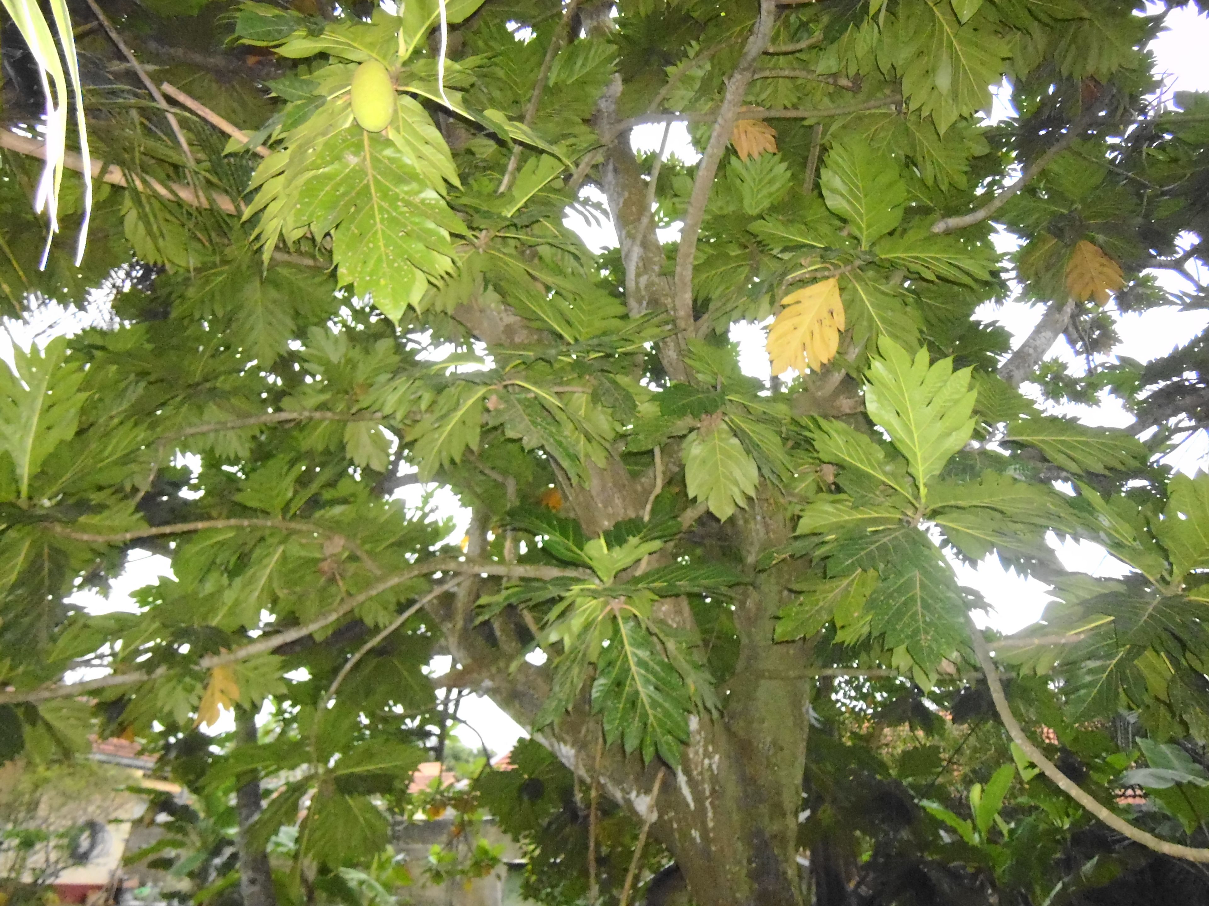 Foto - Mama's Hostel by Taprobane