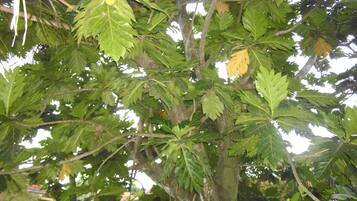 Un árbol con hojas verdes y algunas hojas amarillentas.