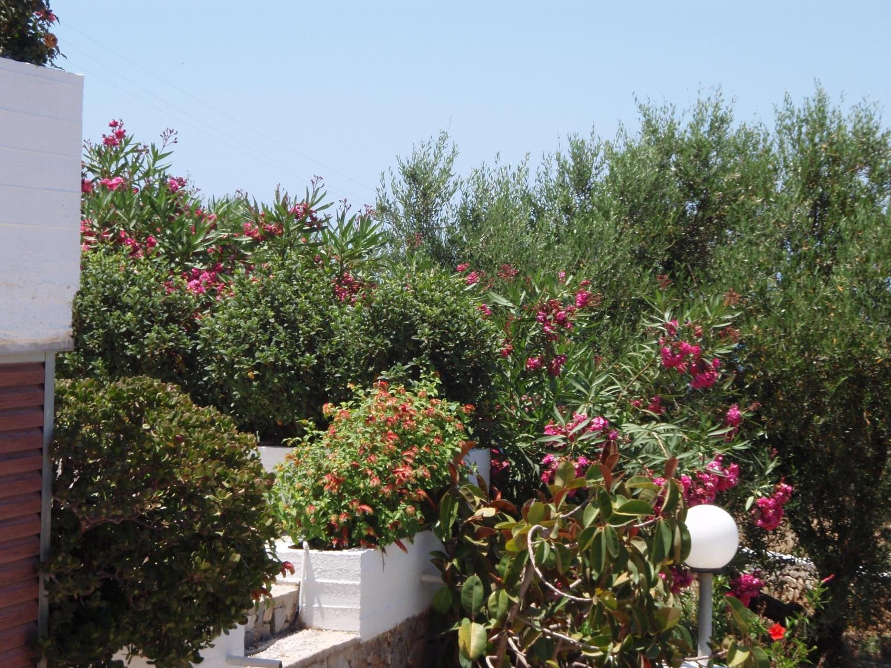 Photo - Villas Michalis