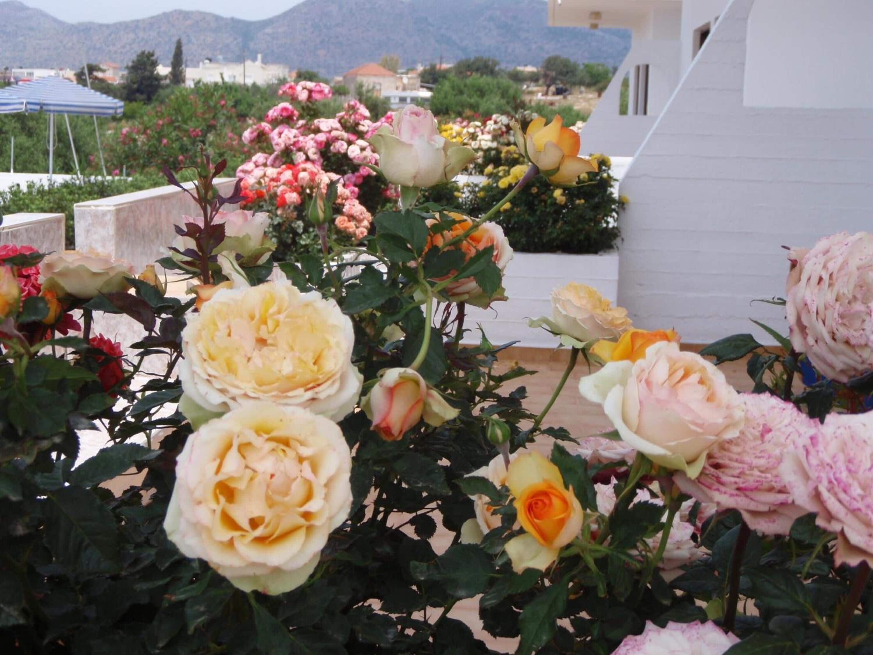Ein Dachgarten mit verschiedenen blühenden Rosen und Blick auf die umliegende Landschaft.