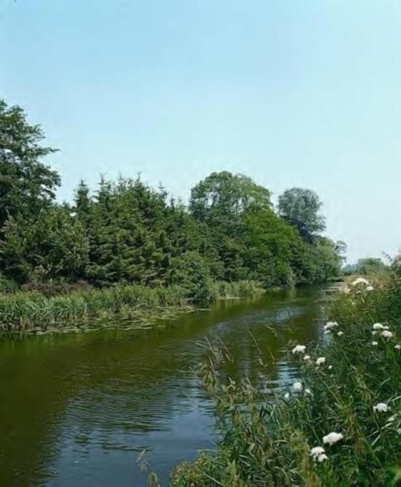 Un río flanqueado por abundante vegetación y árboles.