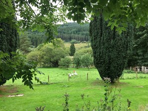 Garden - Byrness House (Newcastle-upon-Tyne)