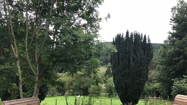 A wooden bench in a lush garden with a tall tree and a view of a distant field. - Byrness House (Newcastle-upon-Tyne)