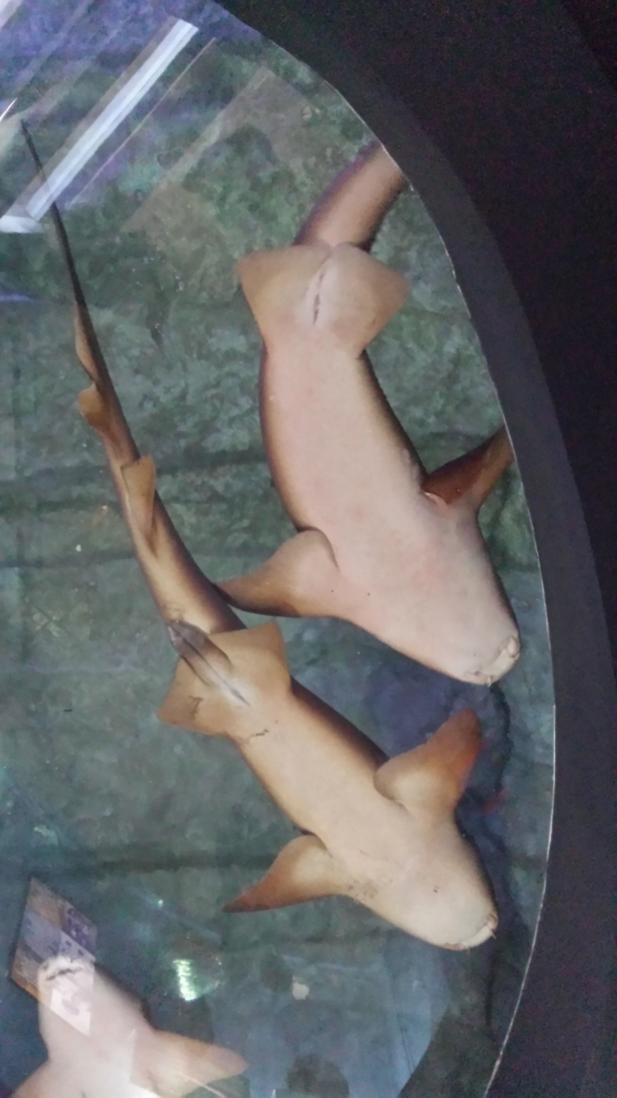 Un aquarium contenant deux requins qui y nagent.