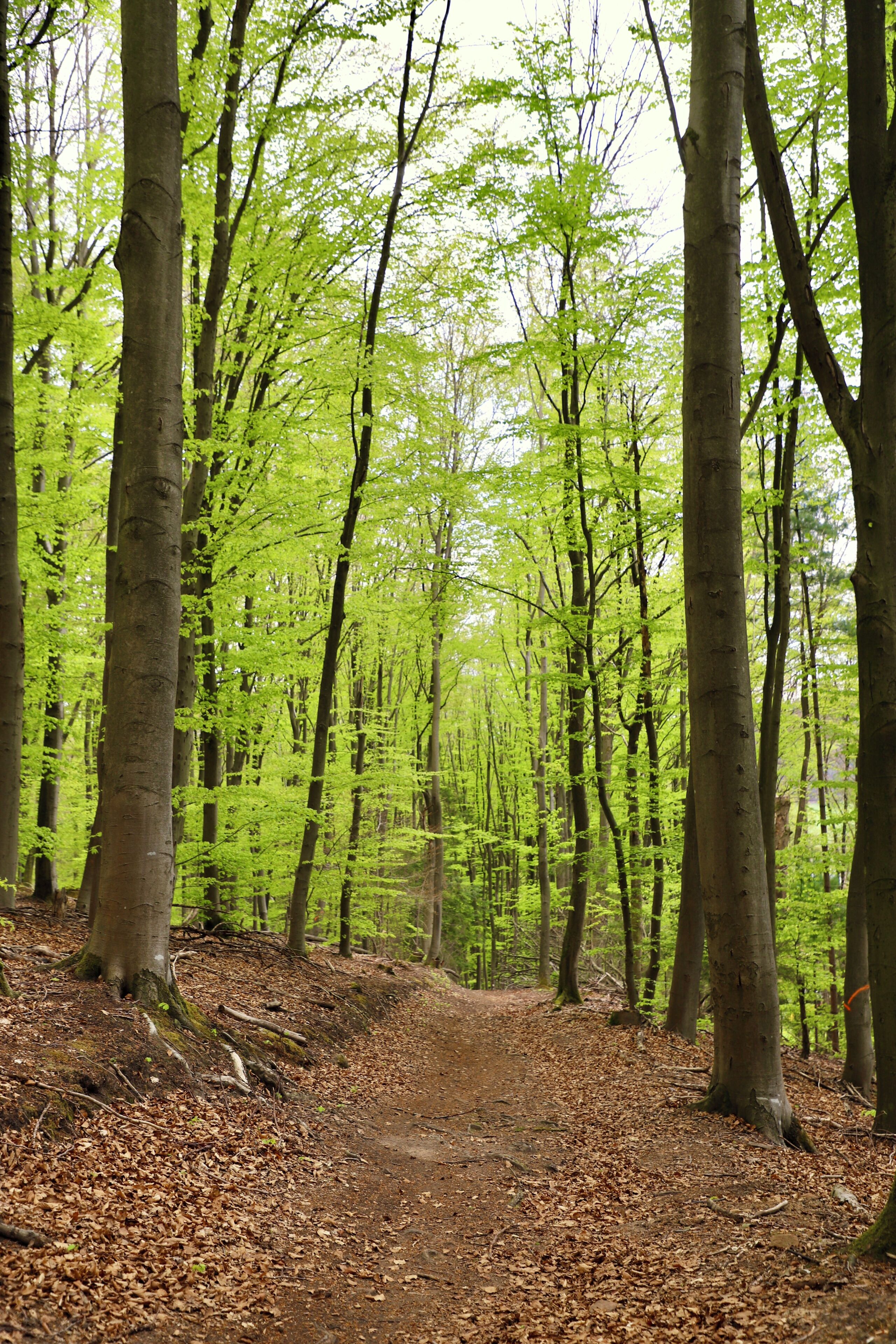 Ein schmaler Waldweg, umgeben von hoch aufragenden Bäumen mit dichtem Grün.
