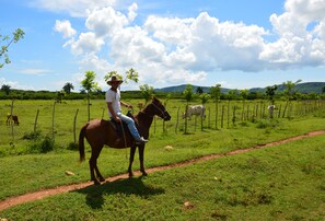 Eine Person reitet ein Pferd auf einem Feldweg durch eine Wiese, im Hintergrund ein Zaun und Bäume.