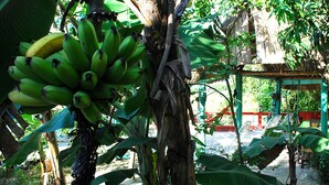 Cenário tropical com bananeira e construção de telhado de palha.